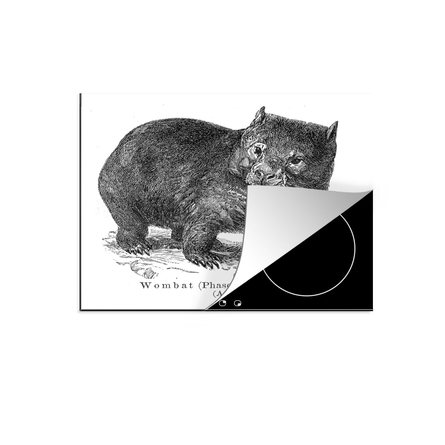 MuchoWow Herdblende-/Abdeckplatte Eine antike Illustration eines Wombats, Vinyl, (1 tlg), 57x51 cm, Induktionsschutz, Induktionskochfeld, Ceranfeldabdeckung