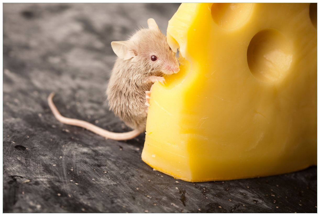 Vliestapete Süße Maus knabbert an einem Käse in der Küche
