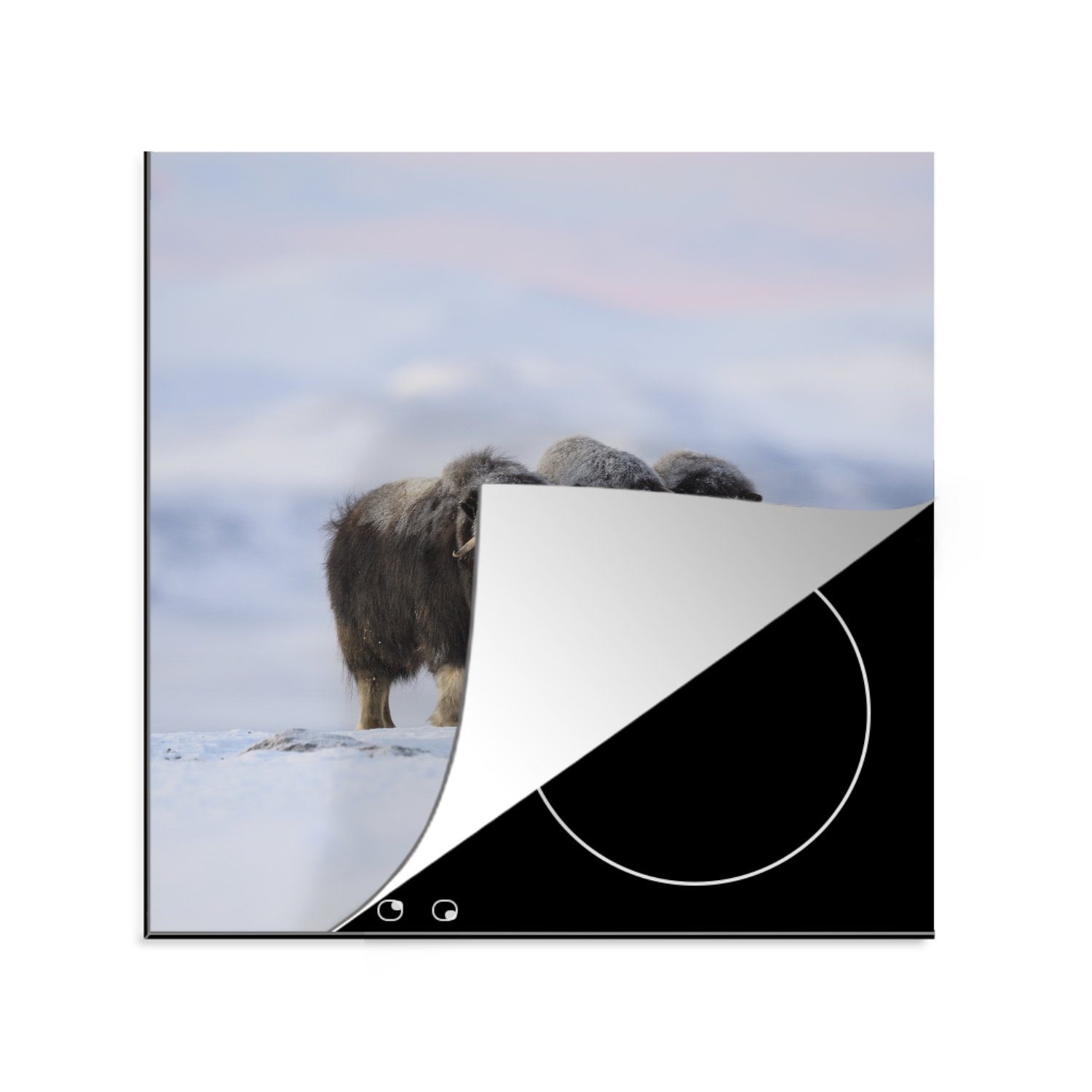 MuchoWow Herdblende-/Abdeckplatte Moschusochse - Schnee - Freunde, Vinyl, (1 tlg), 78x78 cm, Ceranfeldabdeckung, Arbeitsplatte für küche