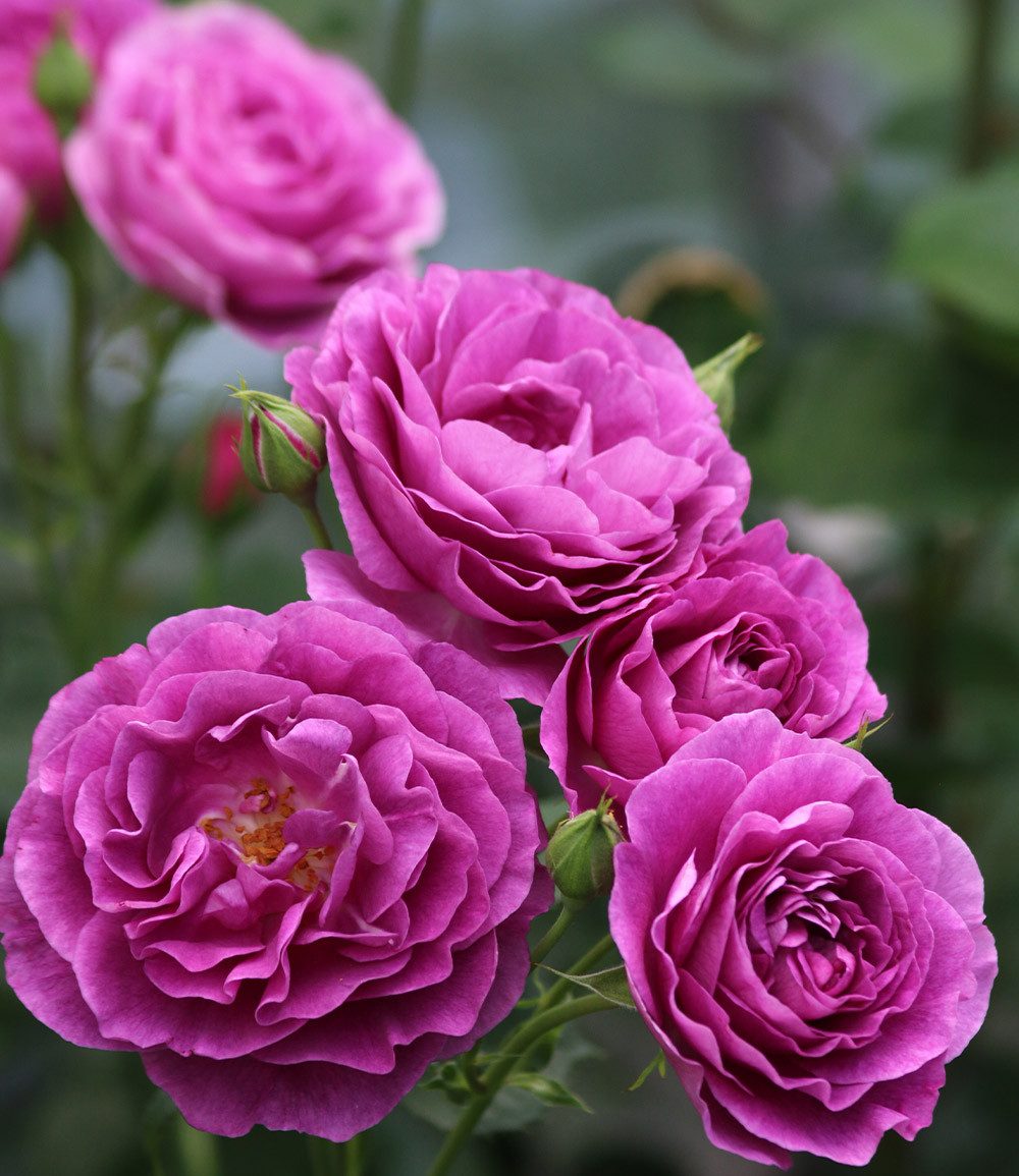 BALDUR Garten Rose Beetrose 'Minerva®', 1 St., Schnittblume, duftend, reichblühend, winterhart, mehrjährig