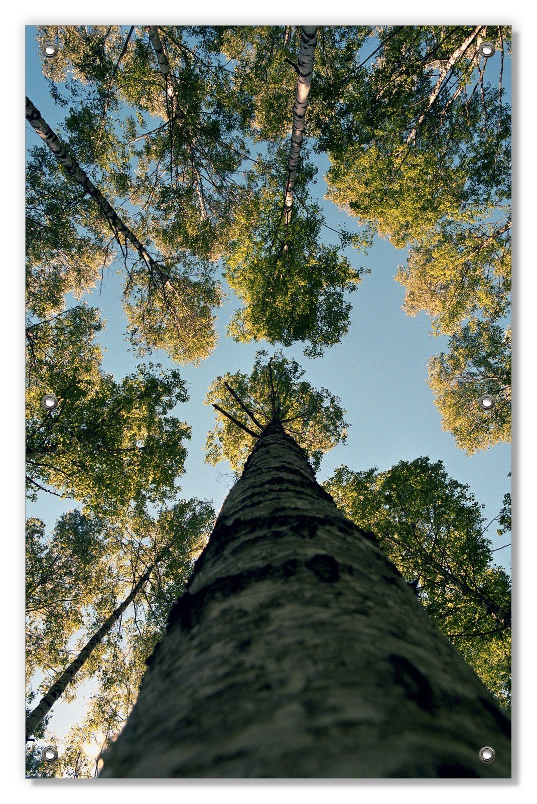 mit und wiederablösbar unten Wallario, Sonnenschutz Birkenwald wiederverwendbar blickdicht, von betrachtet, Saugnäpfen,