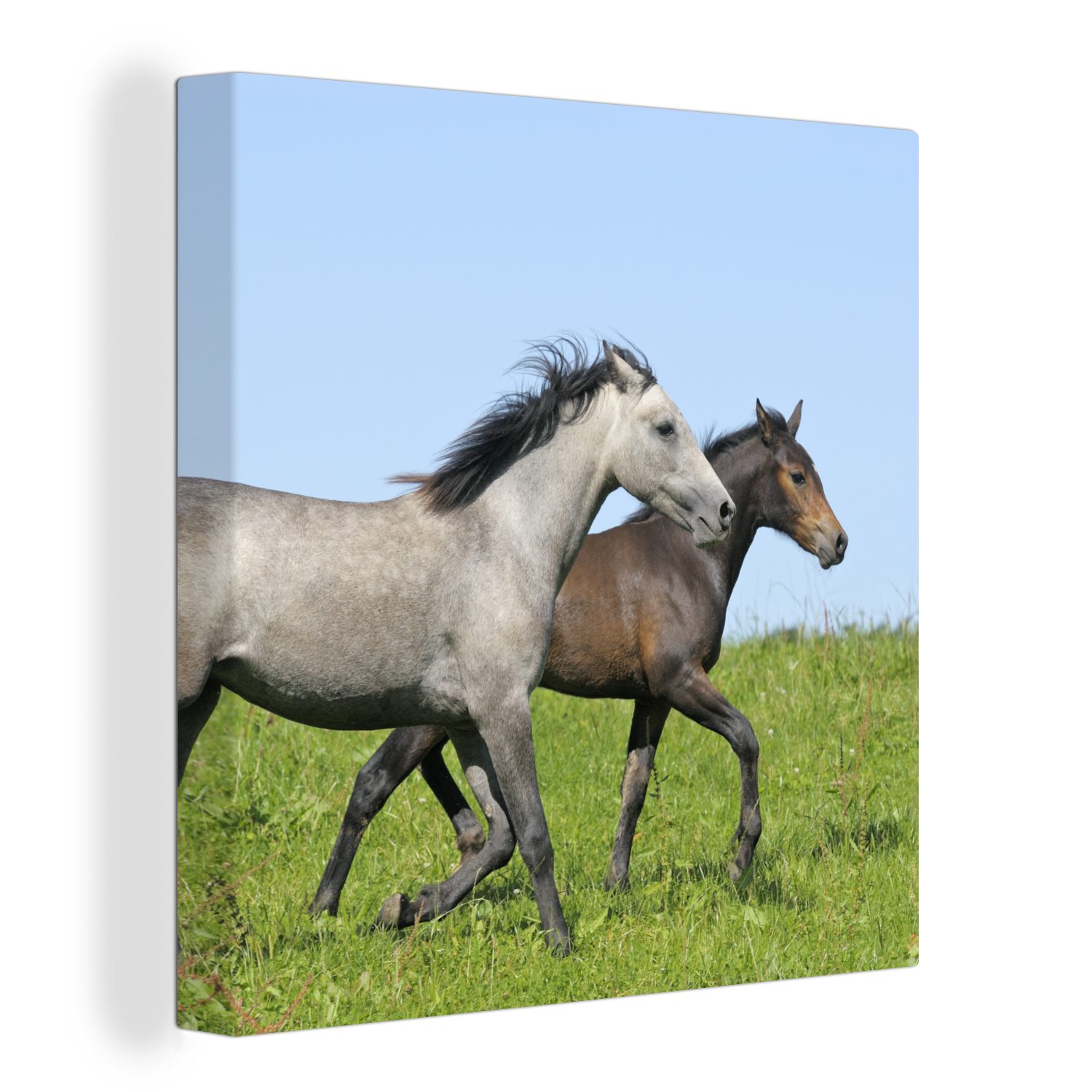 Tiere für Gras, Leinwandbild Wohnzimmer St), (1 - Leinwand OneMillionCanvasses® - bunt Bilder Pferde Schlafzimmer