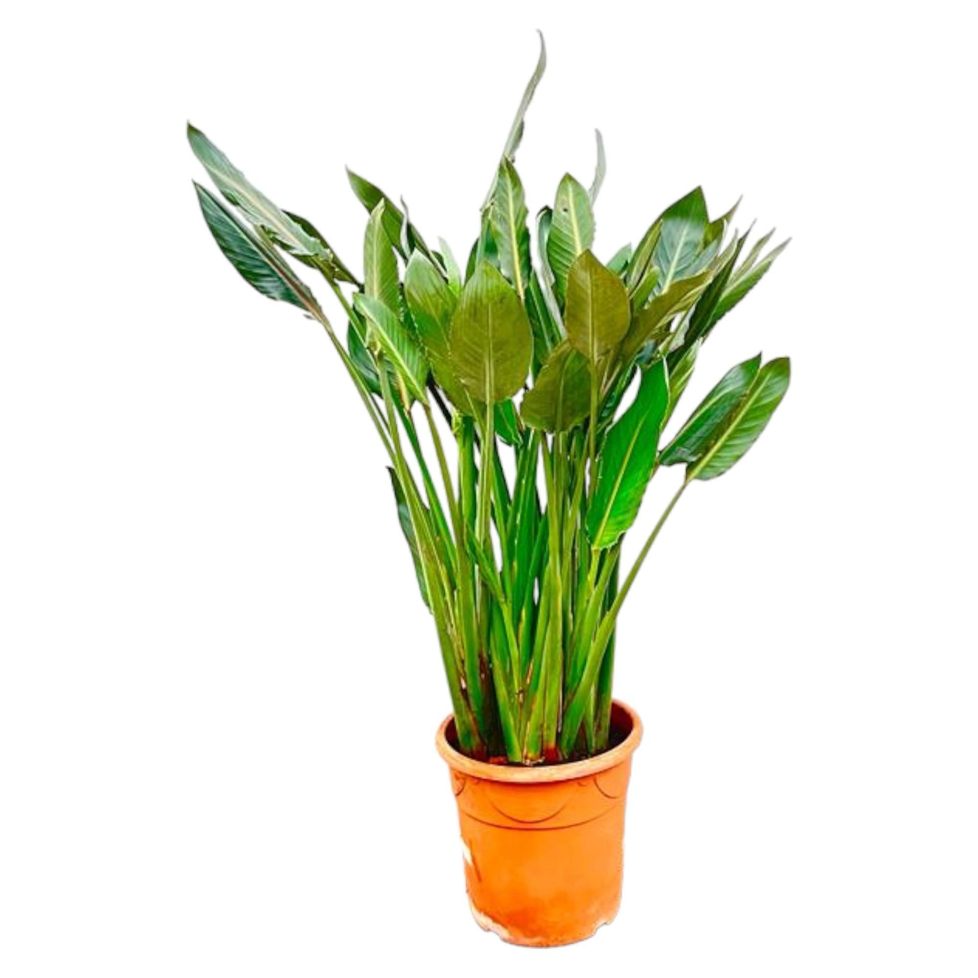 Florora Zimmerpflanze Strelitzia Reginae – Paradiesvogelblume XL – 160 cm – Topf