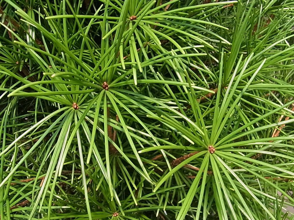 Garten von Ehren Konifere Sciadopitys verticillata, Containerware, 30-40 cm hoch