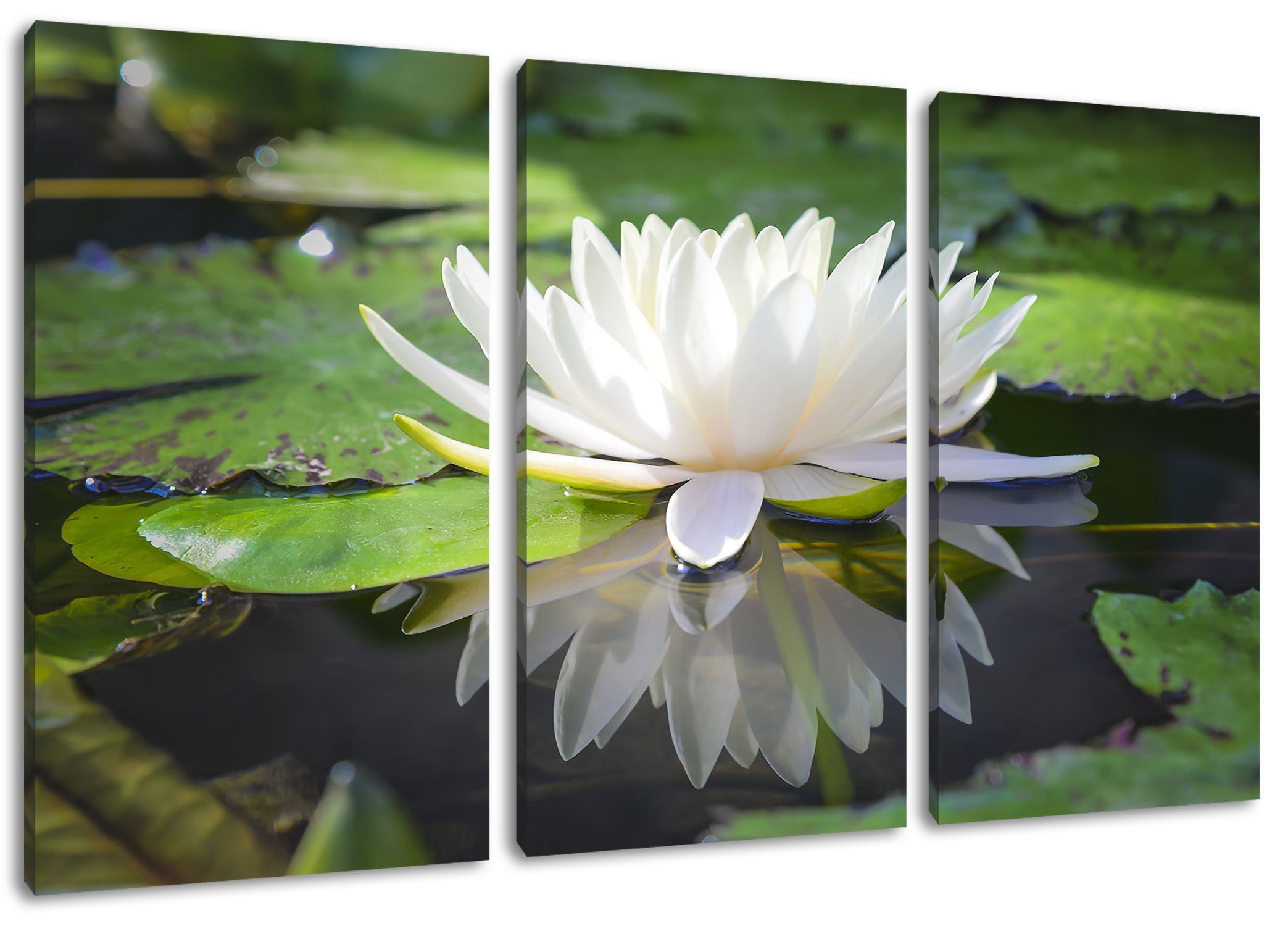 Pixxprint Leinwandbild Weiße Lotusblume St), im Lotusblume Weiße Zackenaufhänger Leinwandbild (1 3Teiler Wasser, (120x80cm) Wasser bespannt, im fertig inkl