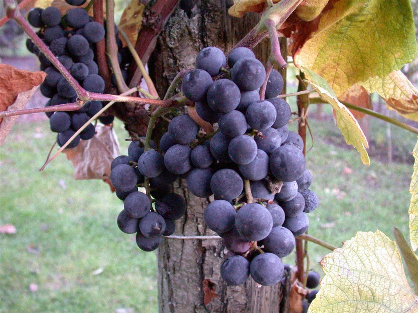 Pflanzen für Dich Obstpflanze Vitis vinifera blau, kernlos, 1 St., Weinrebe, Tafeltraube, blaue Beeren, kernlos – Bild 5 von 5