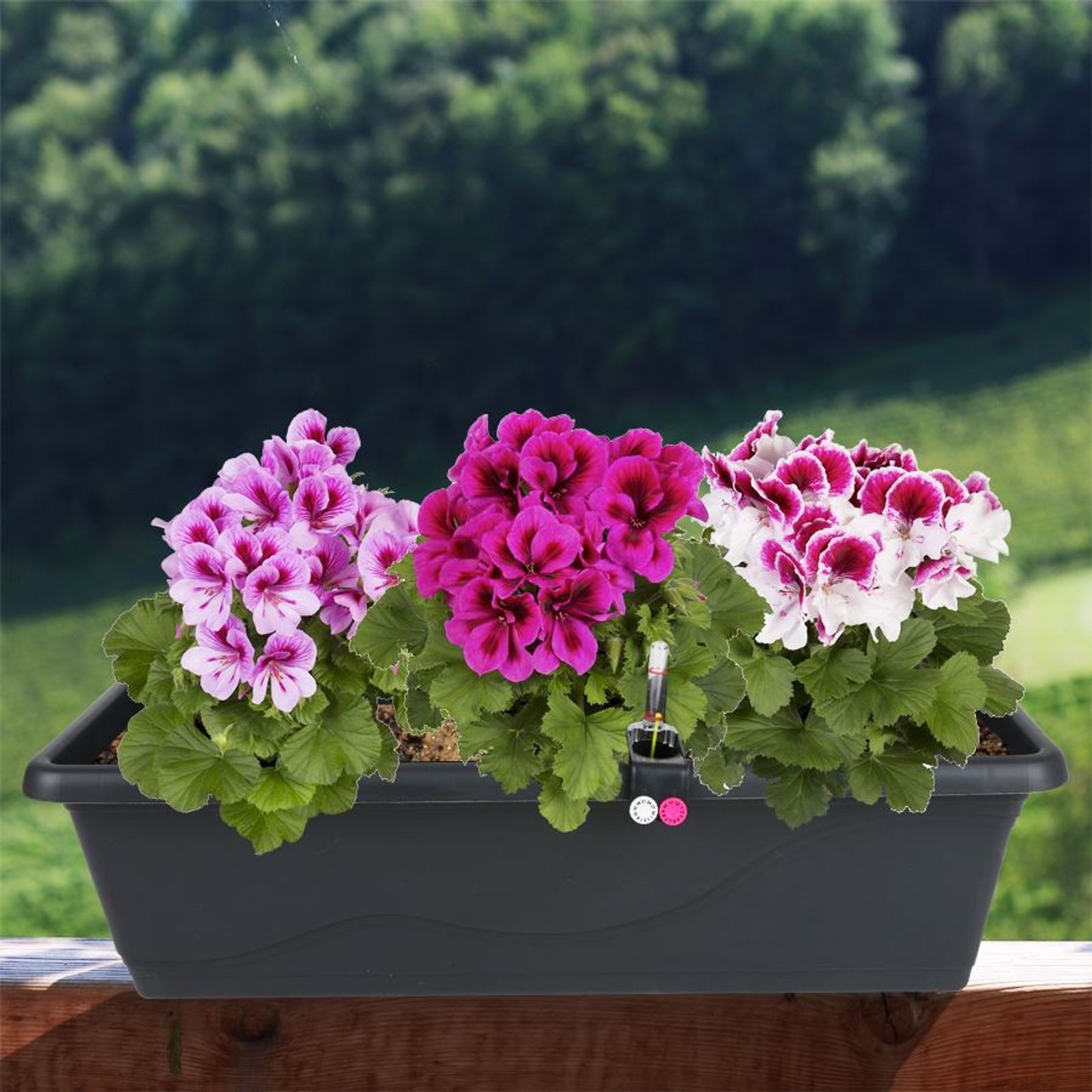 Plastkon Blumenkasten Blumenkasten anthrazit 59cm mit Bewässerung Balkonkasten Pflanzkasten
