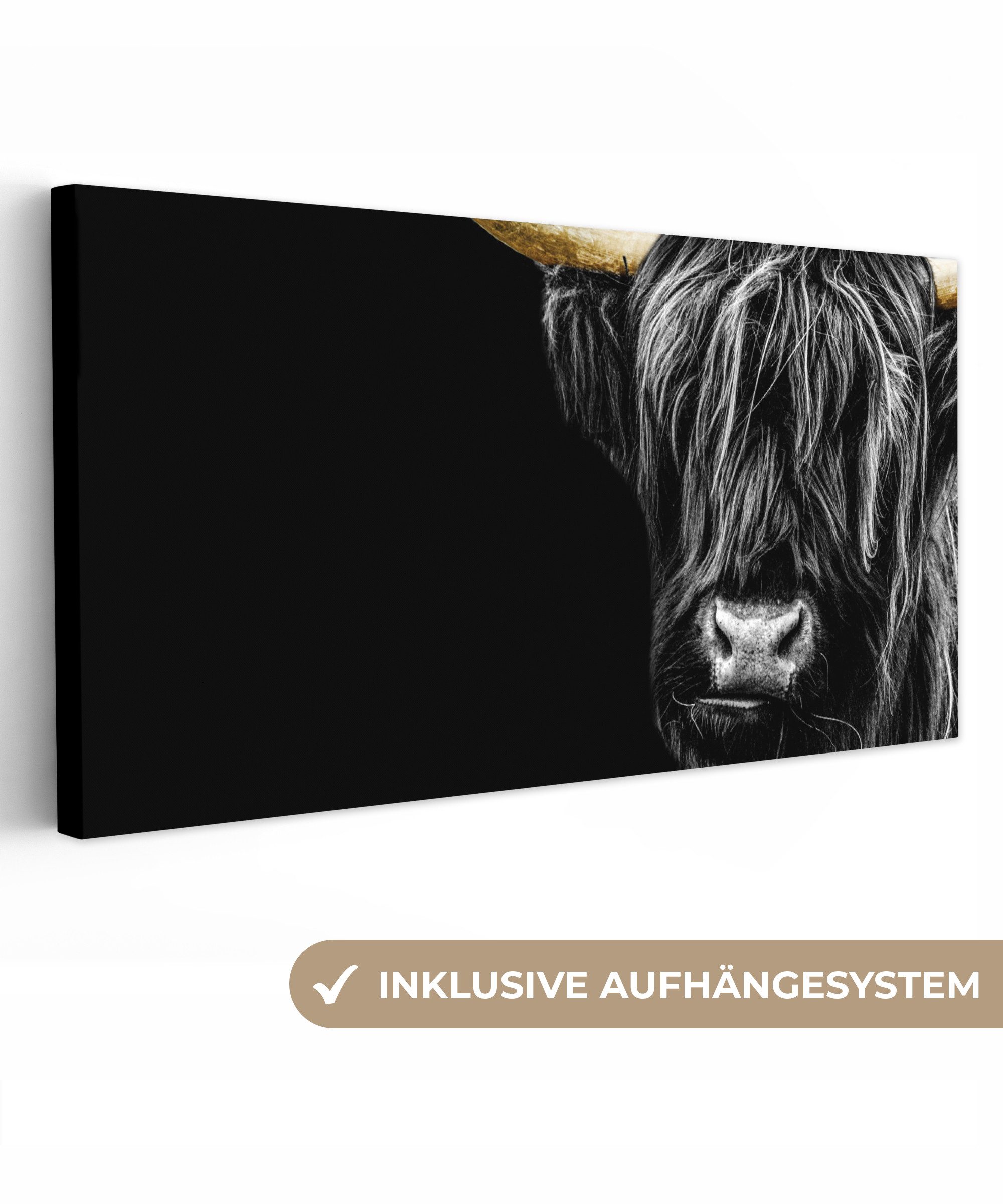 Schottischer Highlander - Gold - Mantel - Tiere - Kuh