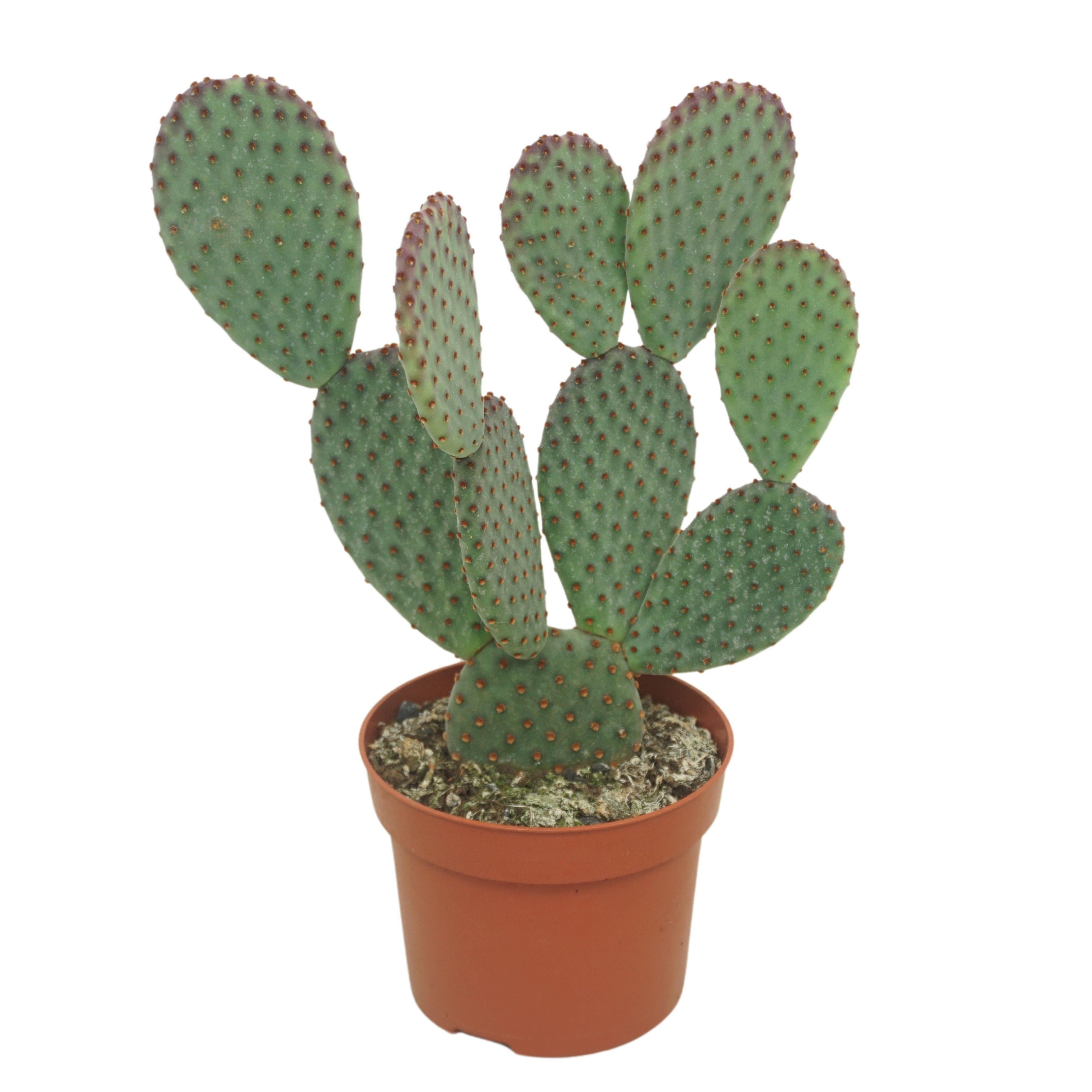 meinvipshop Kaktus Kaktus Opuntia microdasys 25cm günstig online kaufen