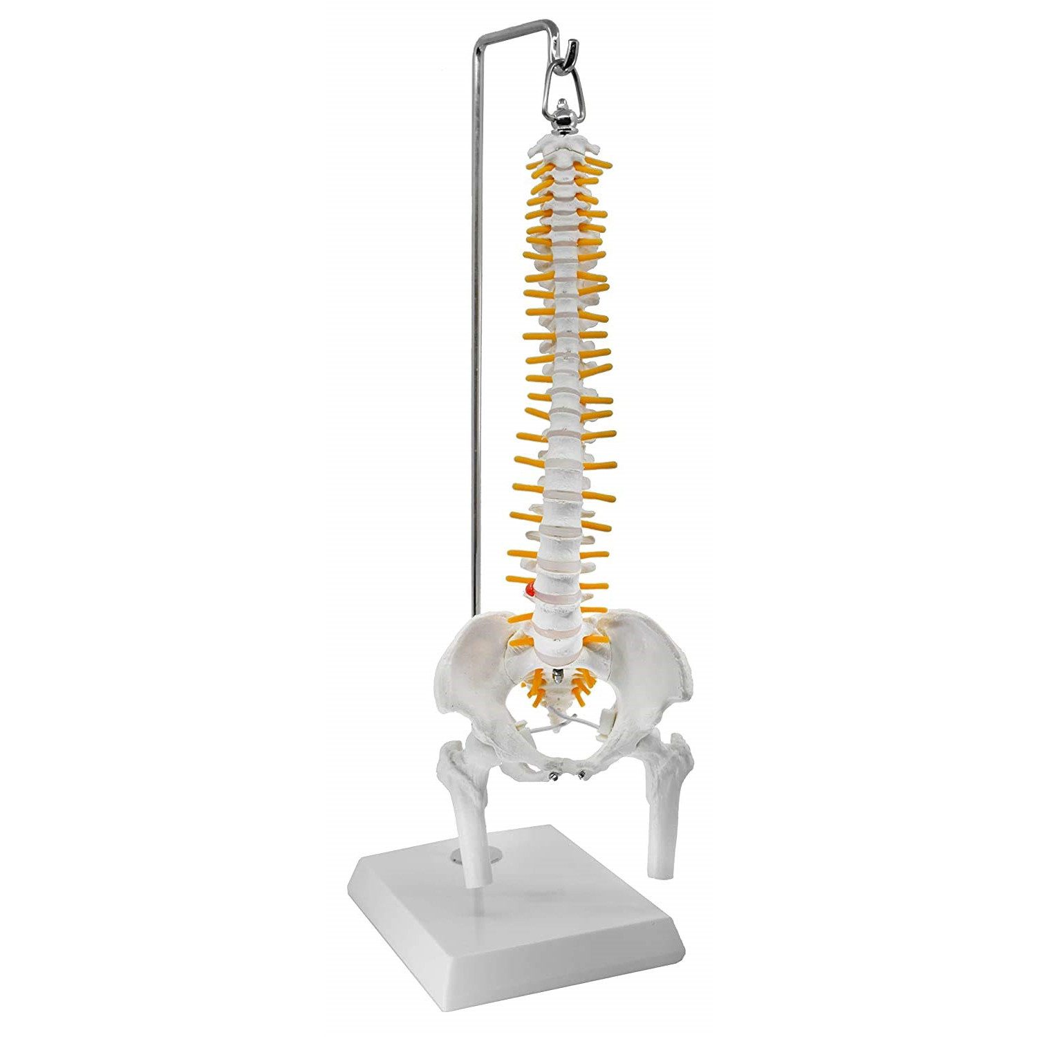 Cranstein Scientific Dekoobjekt Mini Wirbelsäule Anatomie Modell ca 40cm flexibel auf Hängestativ häng