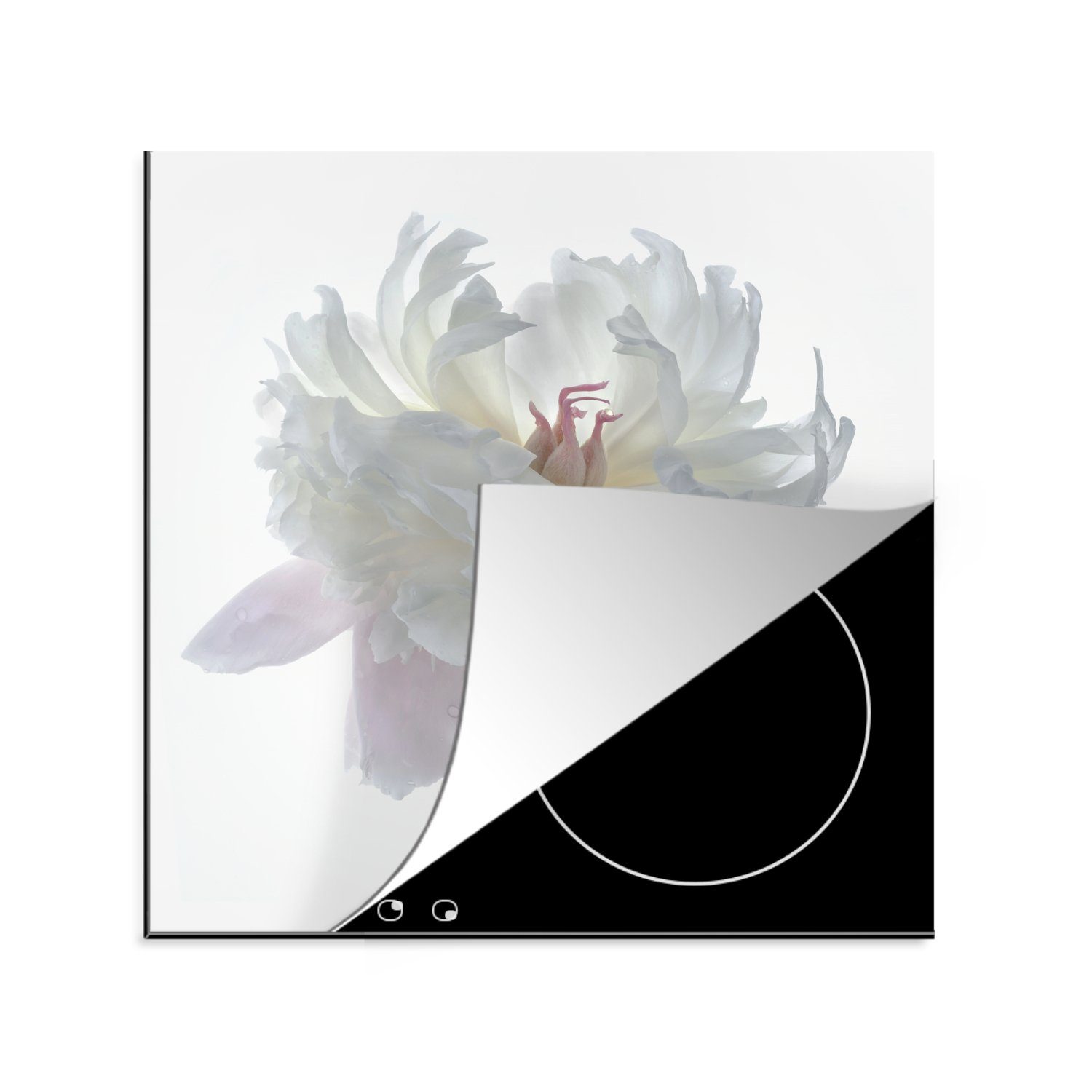 MuchoWow Herdblende-/Abdeckplatte Weiße Pfingstrose mit weißem Hintergrund, Vinyl, (1 tlg), 78x78 cm, Ceranfeldabdeckung, Arbeitsplatte für küche