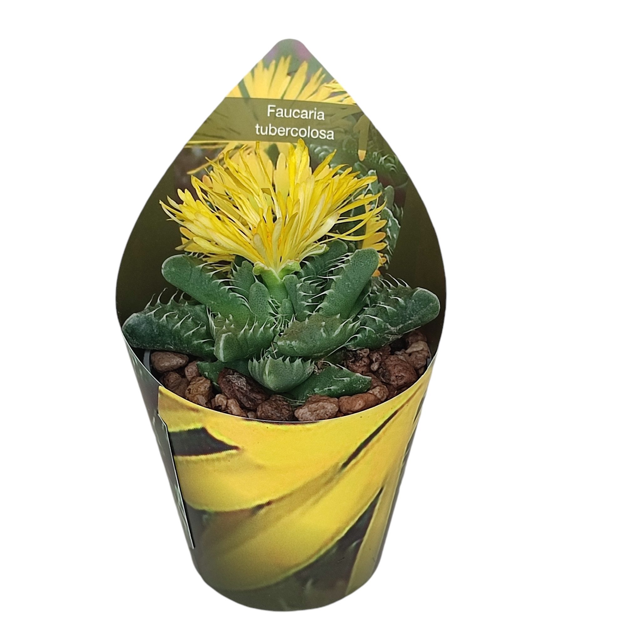 Kaktus Titanopsus calcarea - Mittagsblume - Rarität - 6,5cm Topf - 15cm hoch