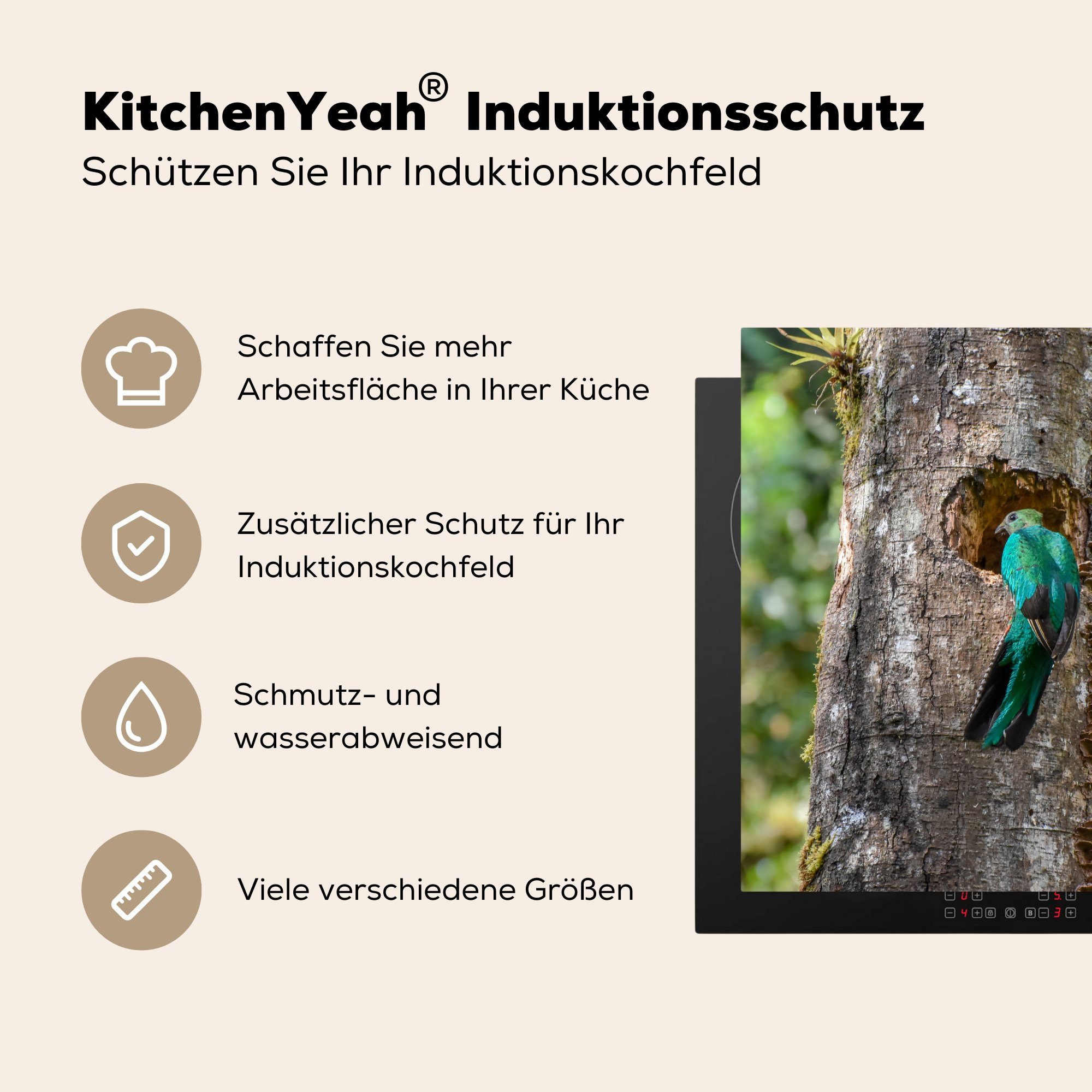 Herdblende-/Abdeckplatte in 78x78 MuchoWow sein Quetzalweibchen cm, betritt Vinyl, küche Baum Arbeitsplatte Ein einem tlg), von, Ceranfeldabdeckung, für im Regenwald (1 Nest
