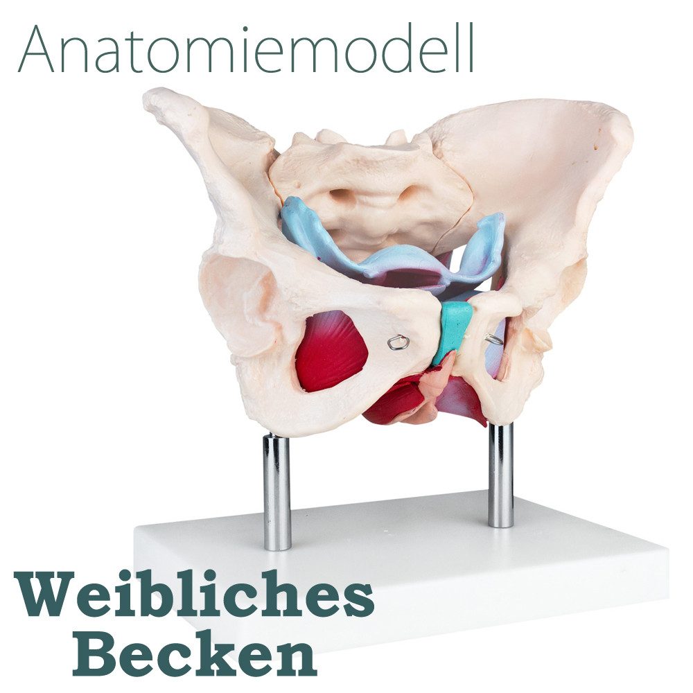 MedMod Dekoobjekt Anatomie Modell Weiblich Skelett Becken Beckenboden Beckenmodell – Bild 2 von 5