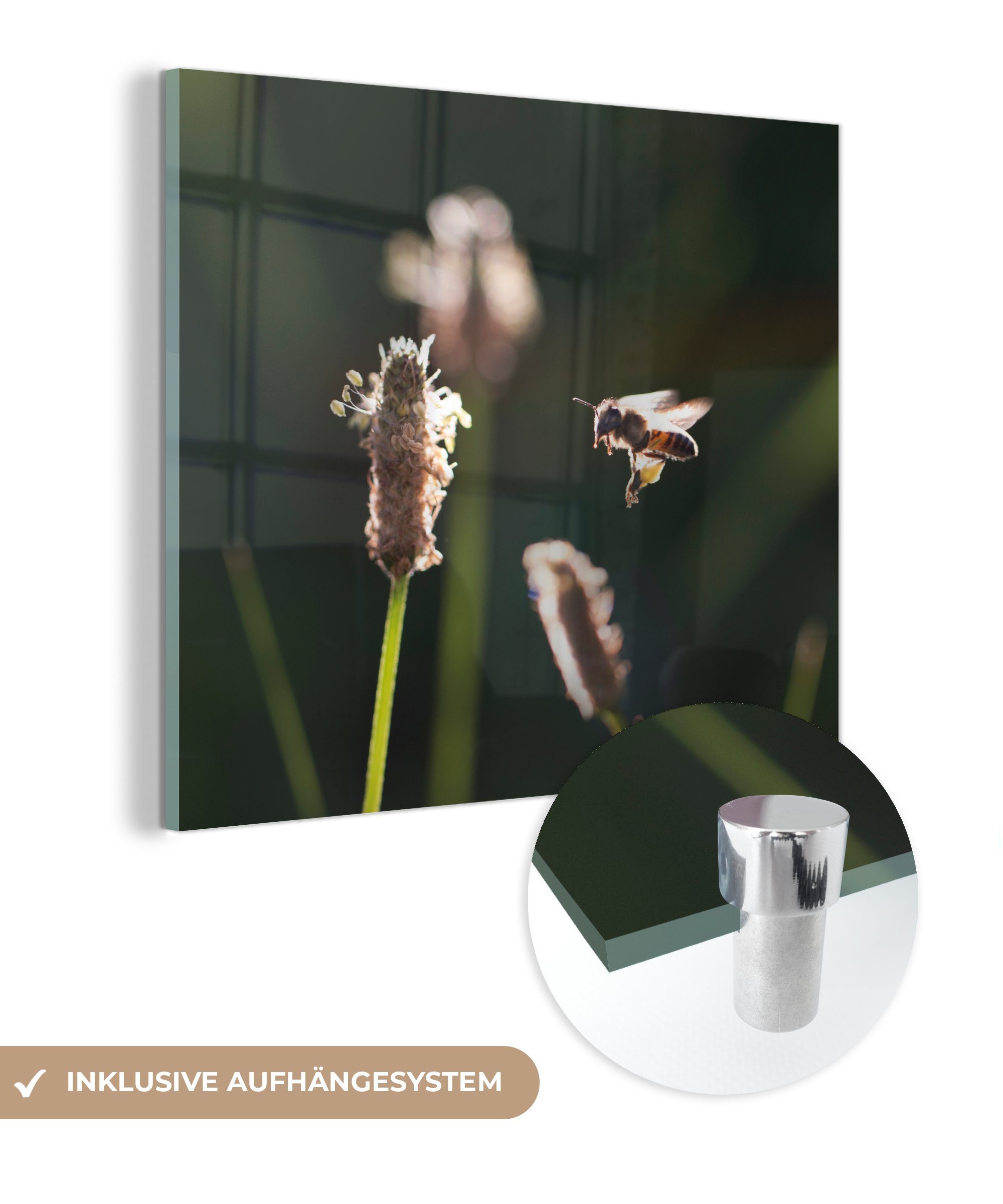 MuchoWow Acrylglasbild Nahaufnahme einer Biene auf dunklem Hintergrund, (1 St), Glasbilder - Bilder auf Glas Wandbild - Foto auf Glas - Wanddekoration