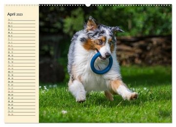 CALVENDO Wandkalender Bekannt wie ein bunter Hund. Australian Shepherd (Premium, hochwertiger DIN A2 Wandkalender 2023, Kunstdruck in Hochglanz)