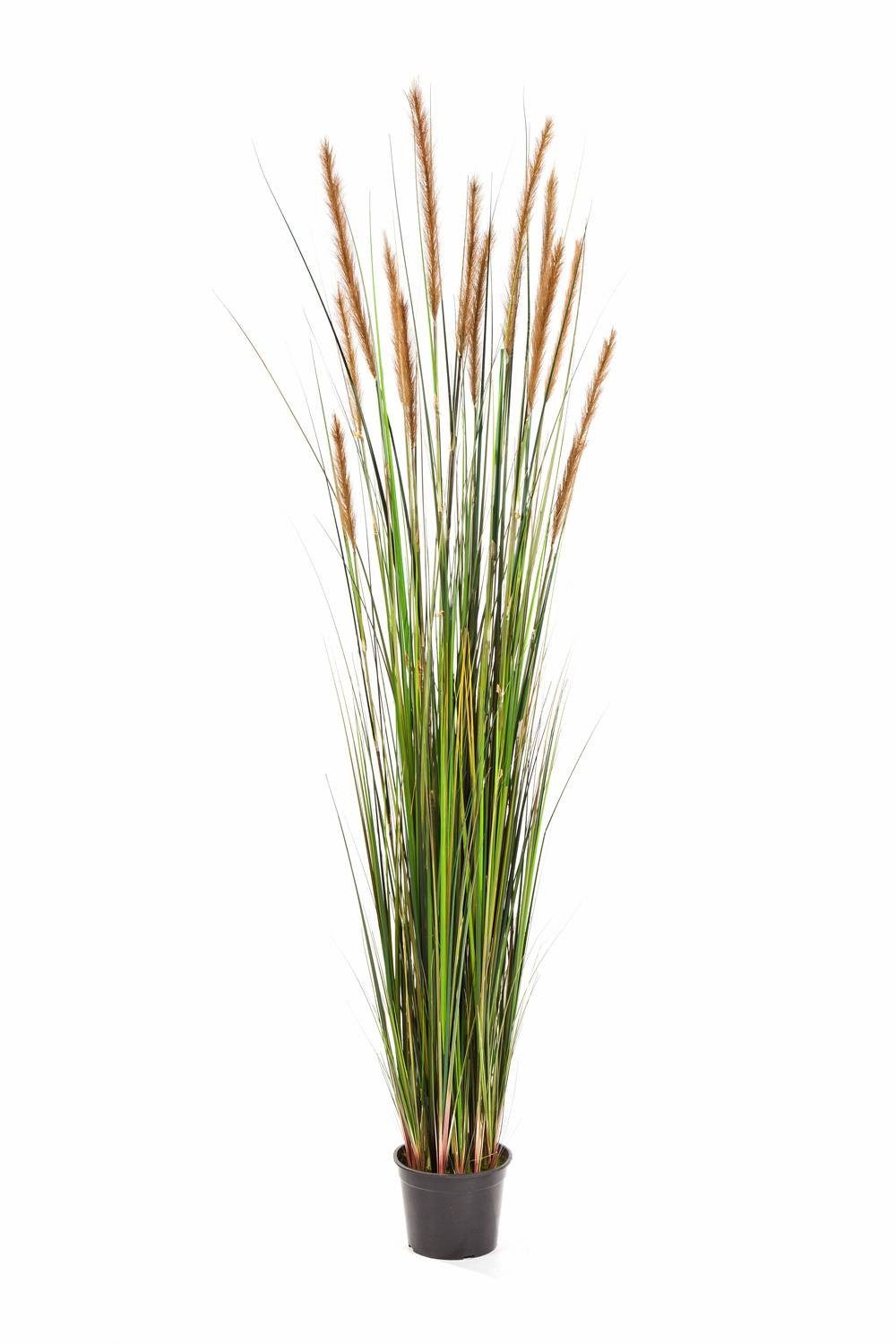 Kunstgras Künstliches Fuchsschwanzgras, braunen Rispen, weiß - grün, 180cm Fuchsschwanzgras, artplants, Höhe 180.0 cm