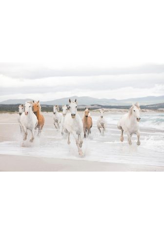 KOMAR Фотообои »White Horses« na...