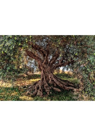 KOMAR Фотообои »Olive Tree« natu...