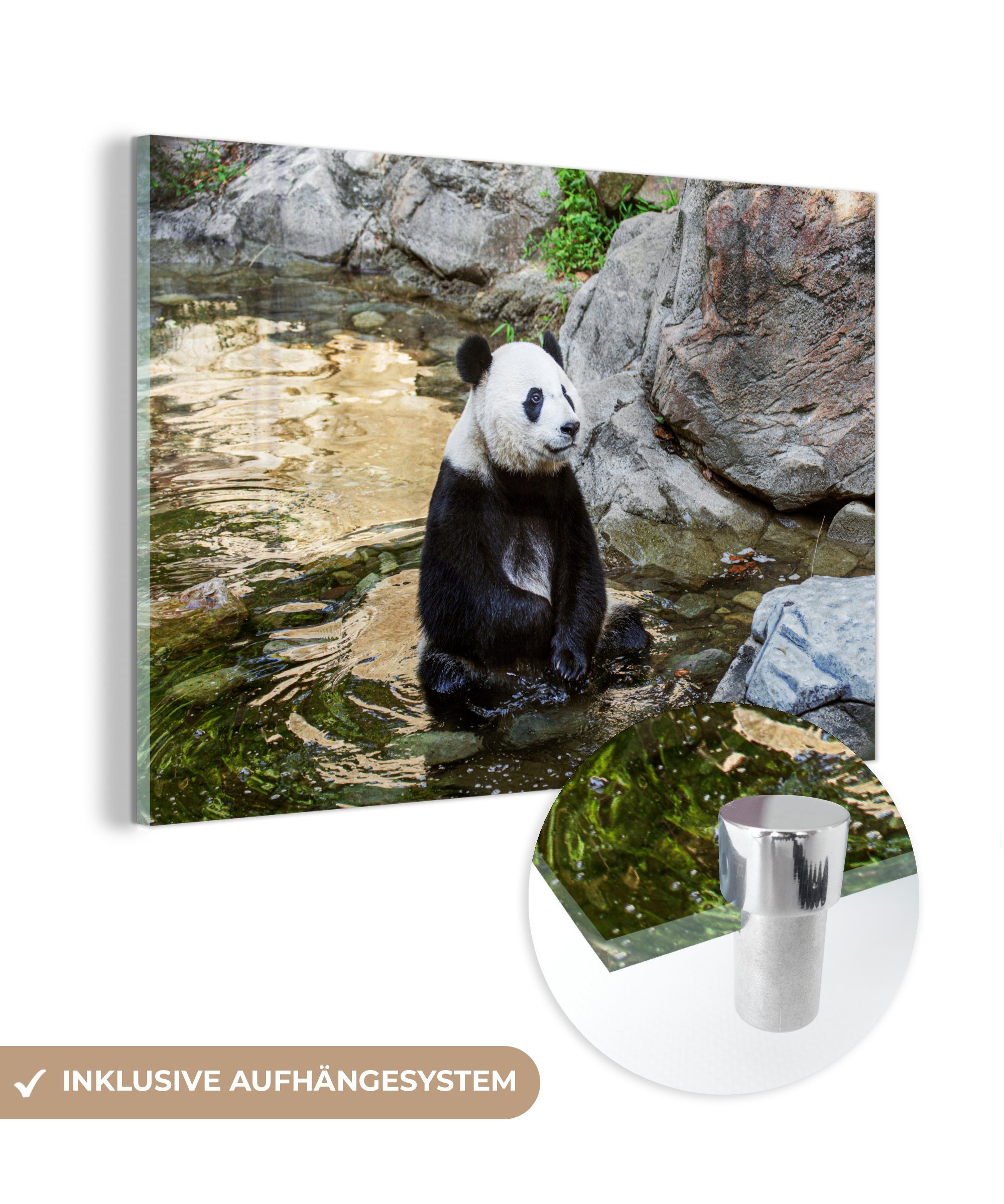 MuchoWow Acrylglasbild Panda - Fluss - Stein, (1 St), Acrylglasbilder Wohnzimmer & Schlafzimmer
