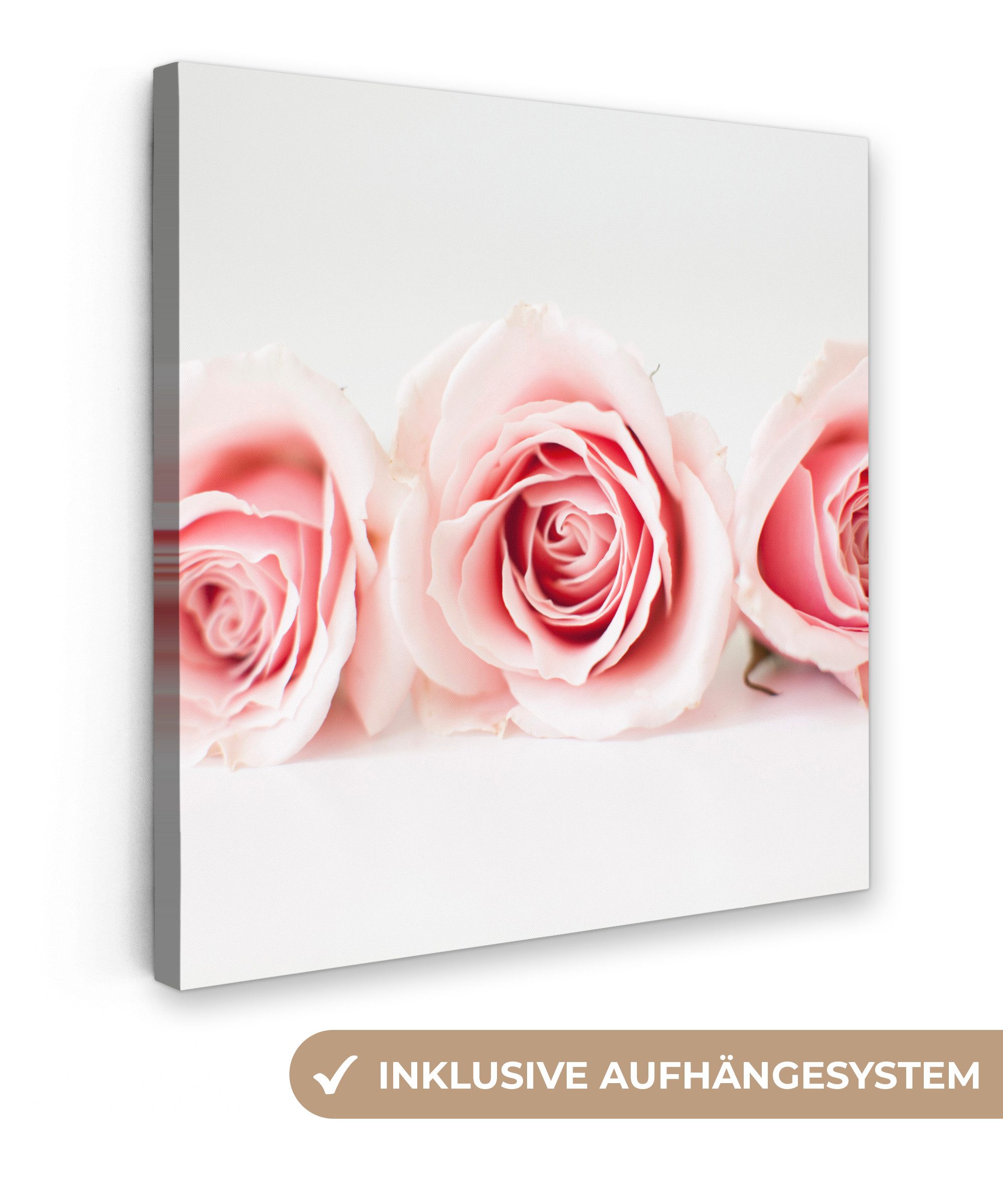 OneMillionCanvasses® Leinwandbild Studioaufnahme von drei rosa günstig online kaufen