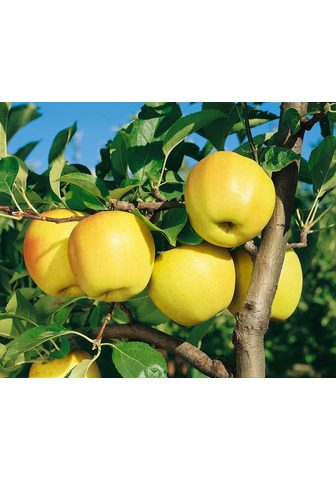 BCM Apfel »Golden Delicious«