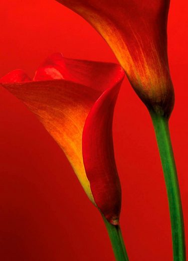 Home affaire Fototapete »Rote Calla Lillies«, 183/254 cm ...