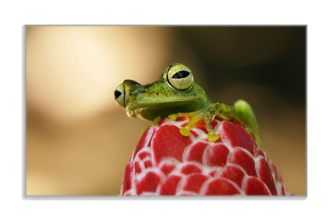Wallario Frühstücksbrett Frosch sitzt auf einer Knospe, ESG-Sicherheitsglas, (inkl. rutschfester Gummifüße 4mm, 1-St), 14x23cm