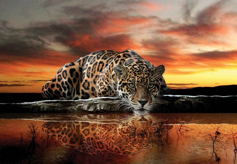 Consalnet Fototapete »Jaguar Sonnenuntergang«, glatt, Motiv