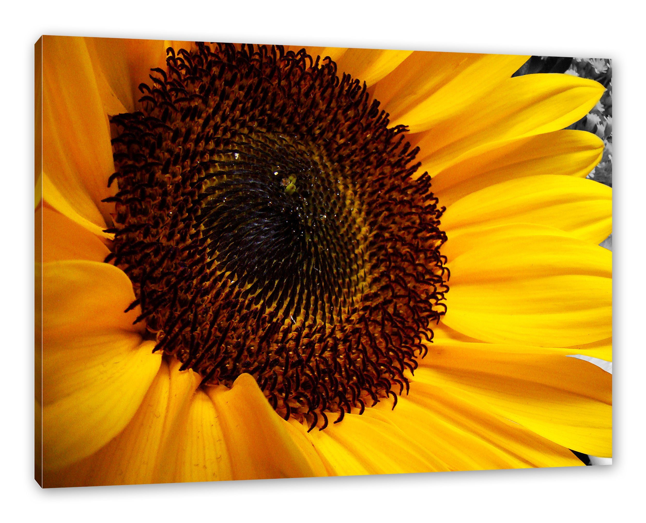 Pixxprint Leinwandbild große anmutige Sonnenblume, große anmutige Sonnenblume (1 St), Leinwandbild fertig bespannt, inkl. Zackenaufhänger