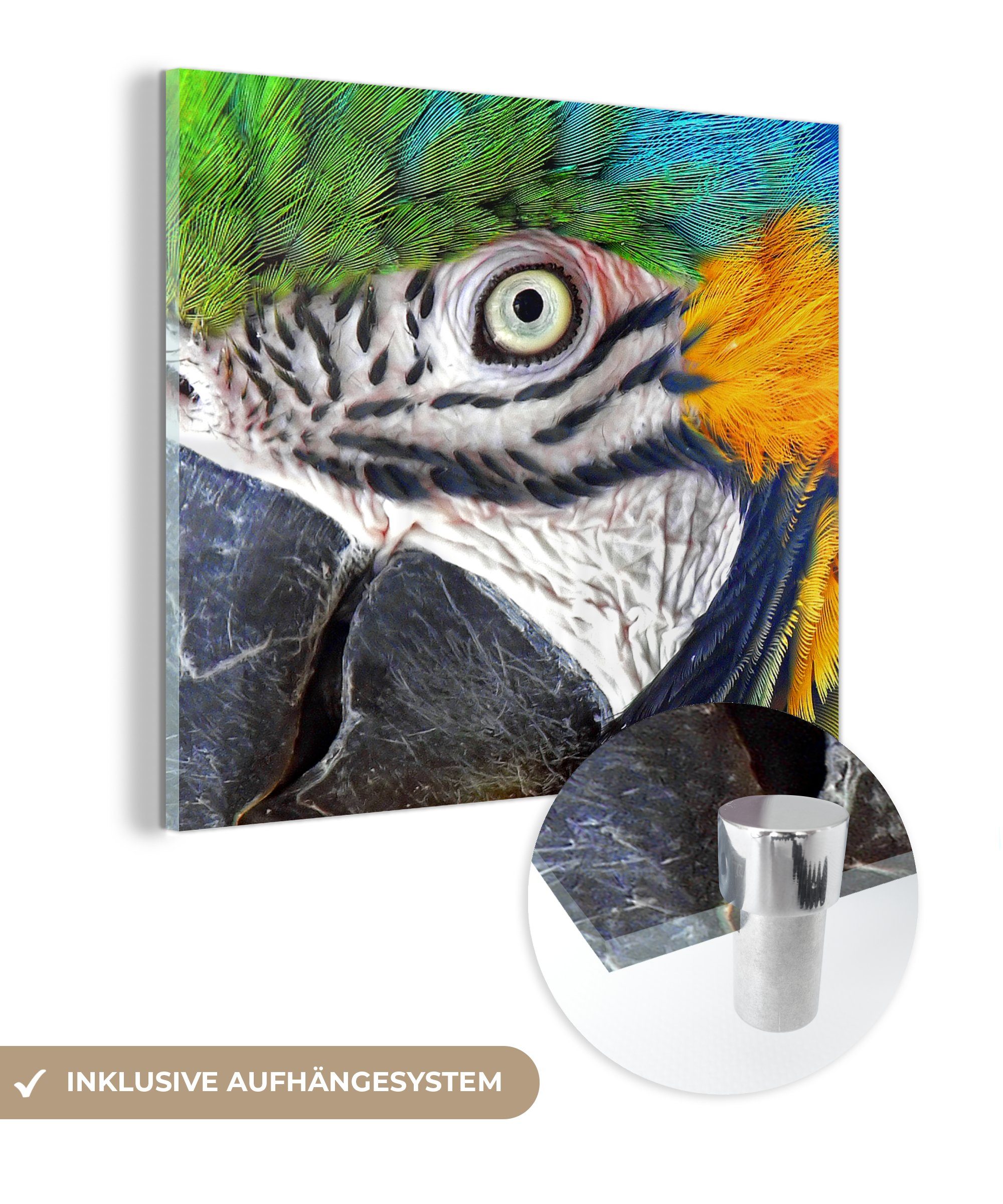 - bunten Glasbilder Bilder Wandbild Papageis, - Acrylglasbild MuchoWow (1 Nahaufnahme St), auf eines - Foto Glas auf Wanddekoration Glas