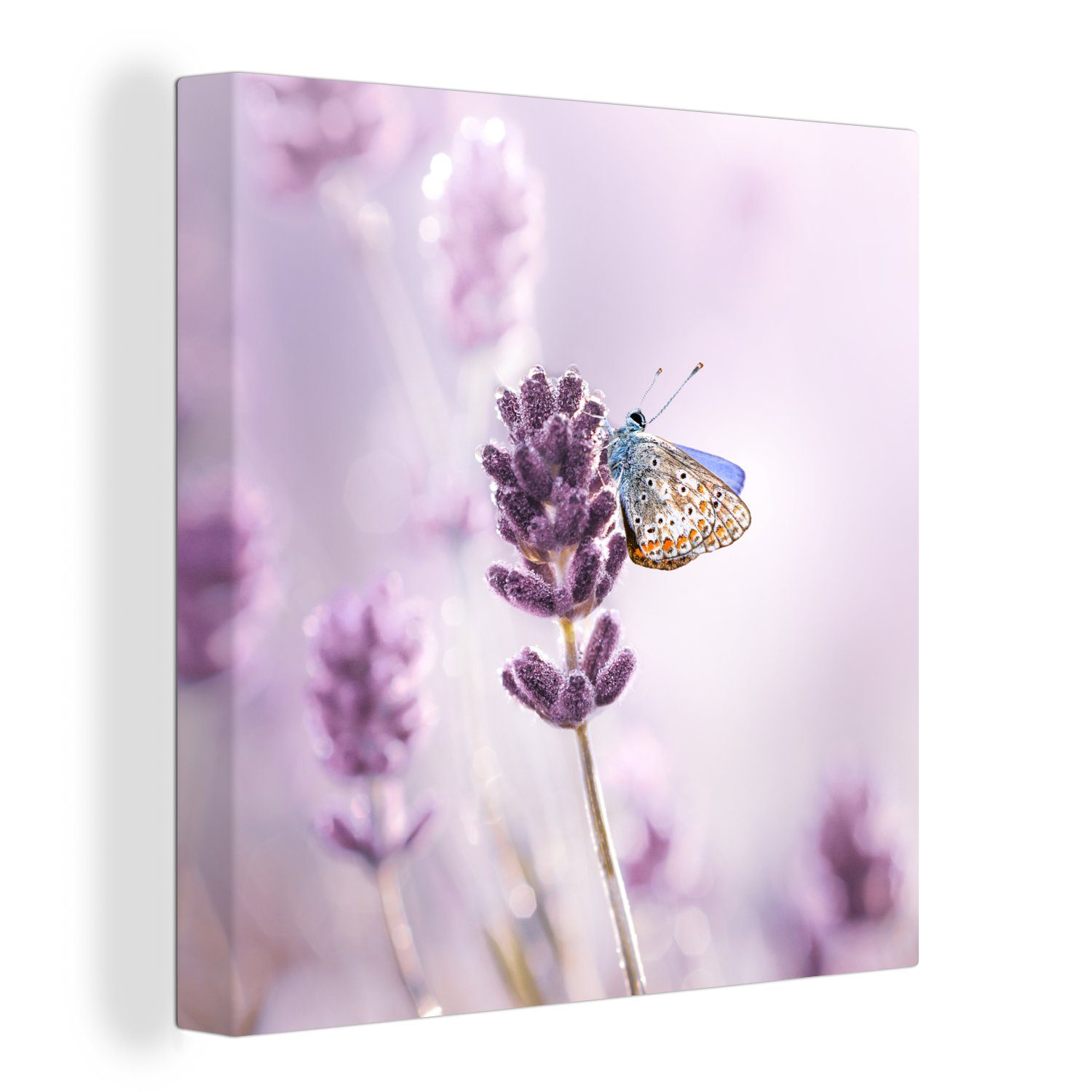 OneMillionCanvasses® Leinwandbild Lavendel - Schmetterling - Nahaufnahme - Lila, (1 St), Leinwand Bilder für Wohnzimmer Schlafzimmer