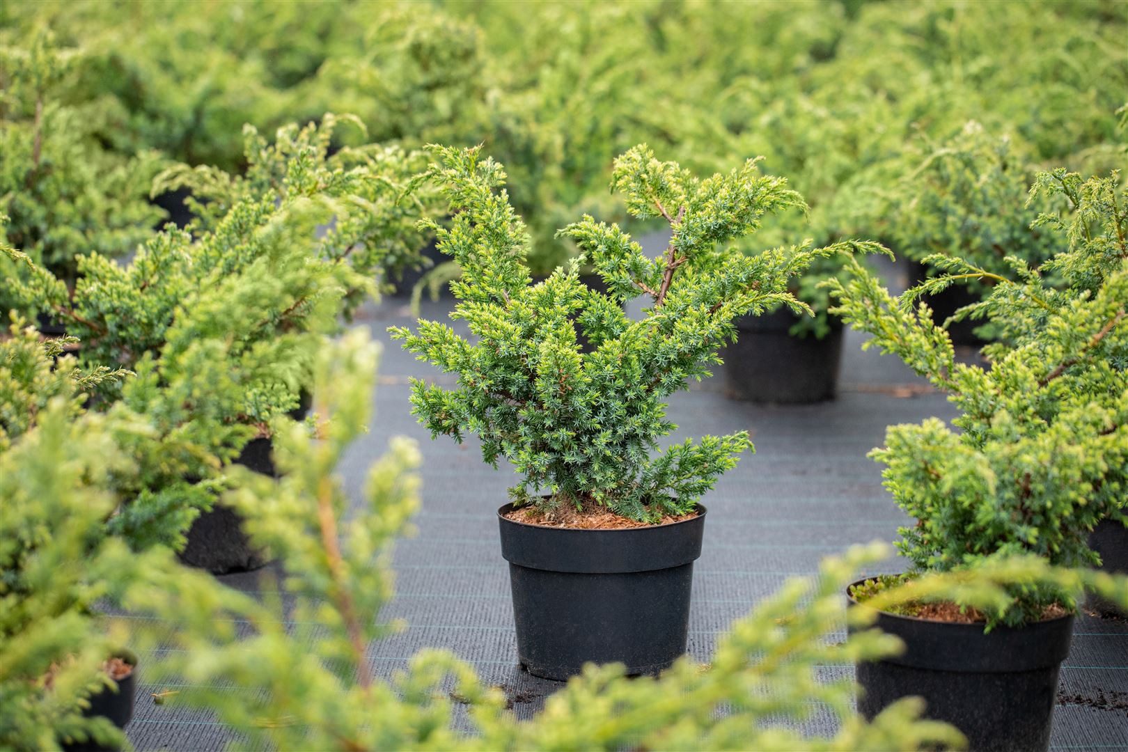 Pflanzen für Dich Konifere Juniperus chinensis Blue Alps, 1 St., Chinesischer Wacholder, blaugrün, frosthart