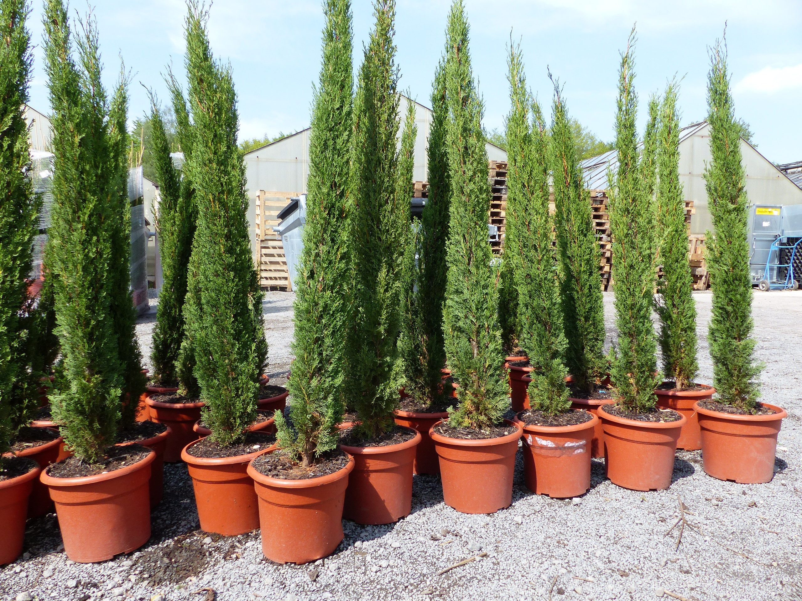 gruenwaren jakubik Baum