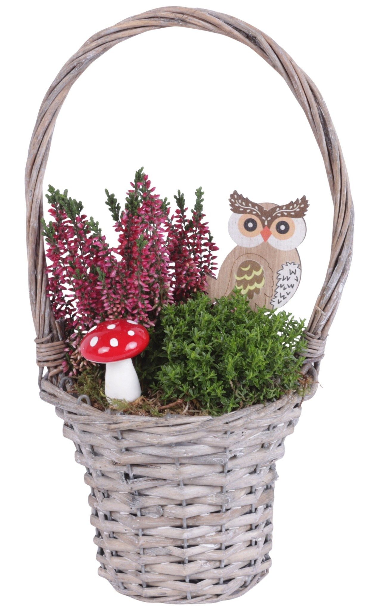 meinvipshop Zimmerpflanze Herbstarrangement Körbchen aus herbstlichen Pflanzen