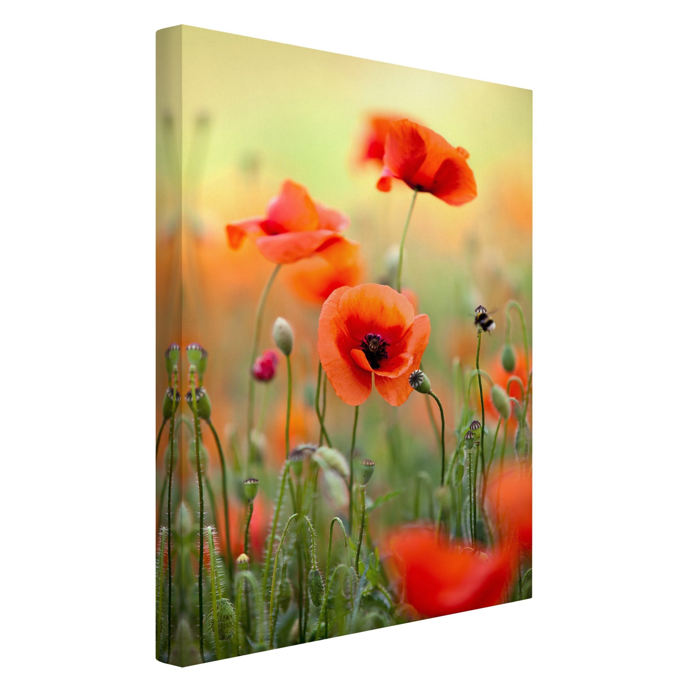 Leinwandbild Blume Natur Modern Roter Sommermohn grün Bild auf Leinwand Groß XXL