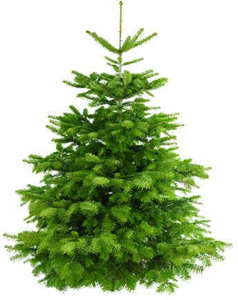 Weihnachtsbaum Guru Echter Weihnachtsbaum »Nordmanntanne«, Nordmanntanne, zum Aufstellen
