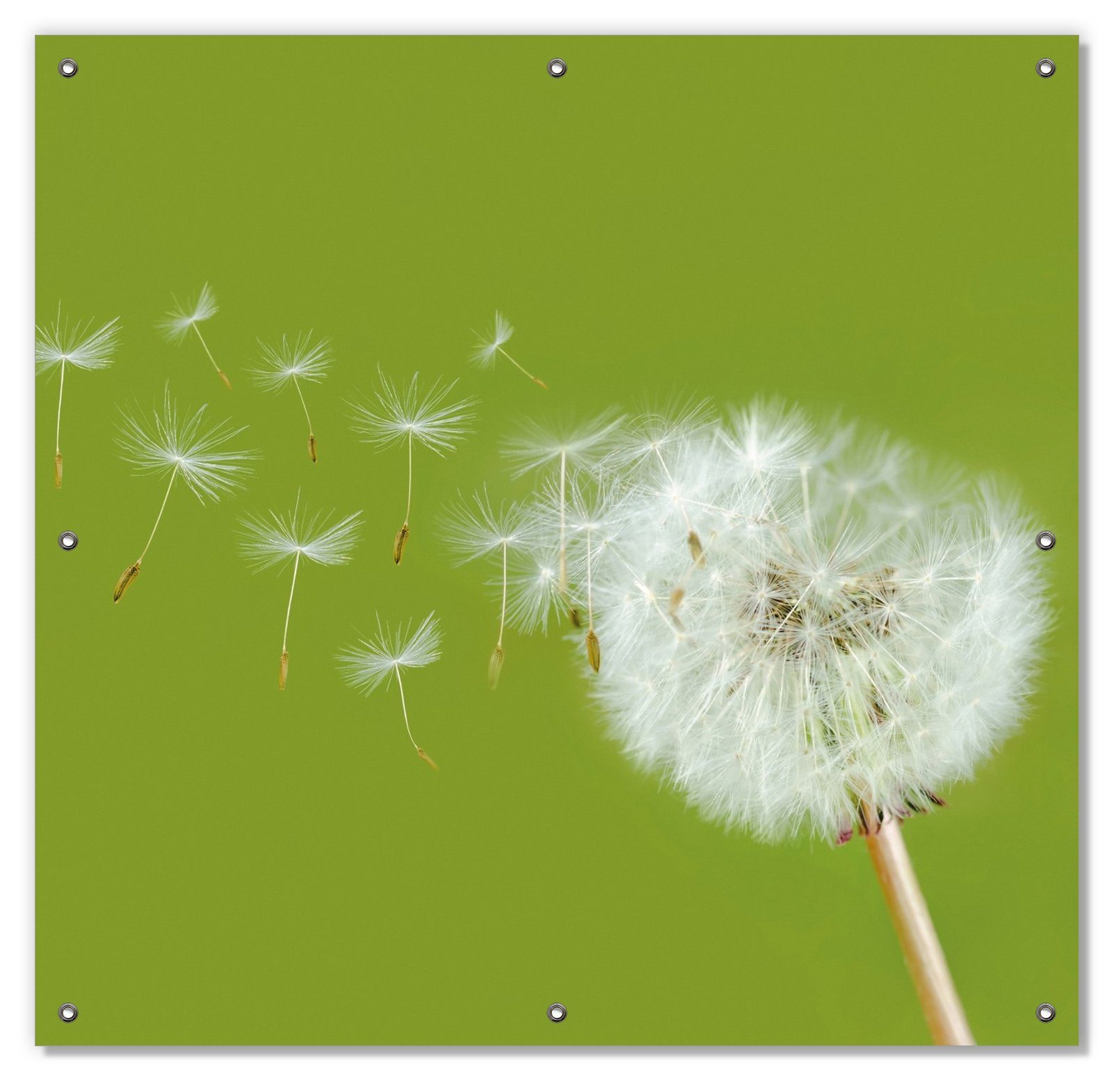 Sonnenschutz Pusteblume auf der Wiese mit fliegenden Samen, Wallario, blickdicht, mit Saugnäpfen, wiederablösbar und wiederverwendbar