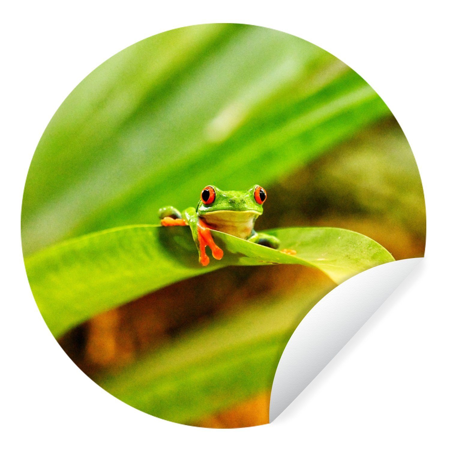 MuchoWow Wandsticker Rotaugenmakak-Frosch zwischen den Blättern in Costa Rica (1 St), Tapetenkreis für Kinderzimmer, Tapetenaufkleber, Rund, Wohnzimmer