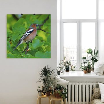Artland Wandbild Buchfink Lied, Vögel (1 St), als Leinwandbild, Poster in verschied. Größen
