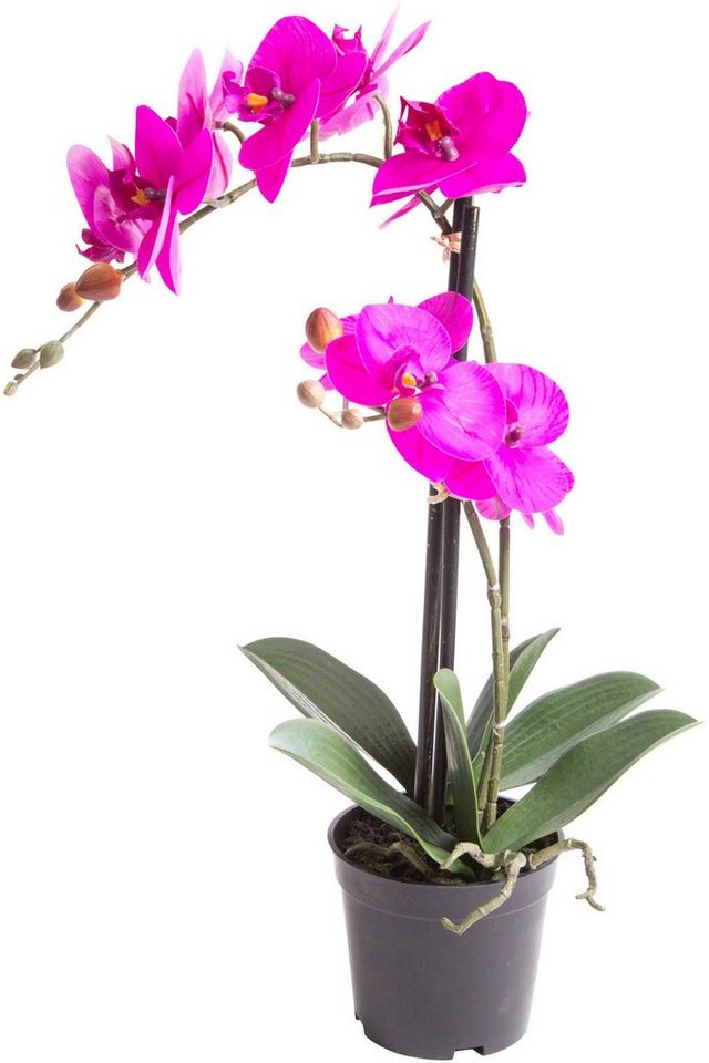 Kunstorchidee Orchidee Bora Orchidee, Botanic-Haus, Höhe 50 cm, Im  dekorativen Topf - ohne zusätzlichen Aufwand