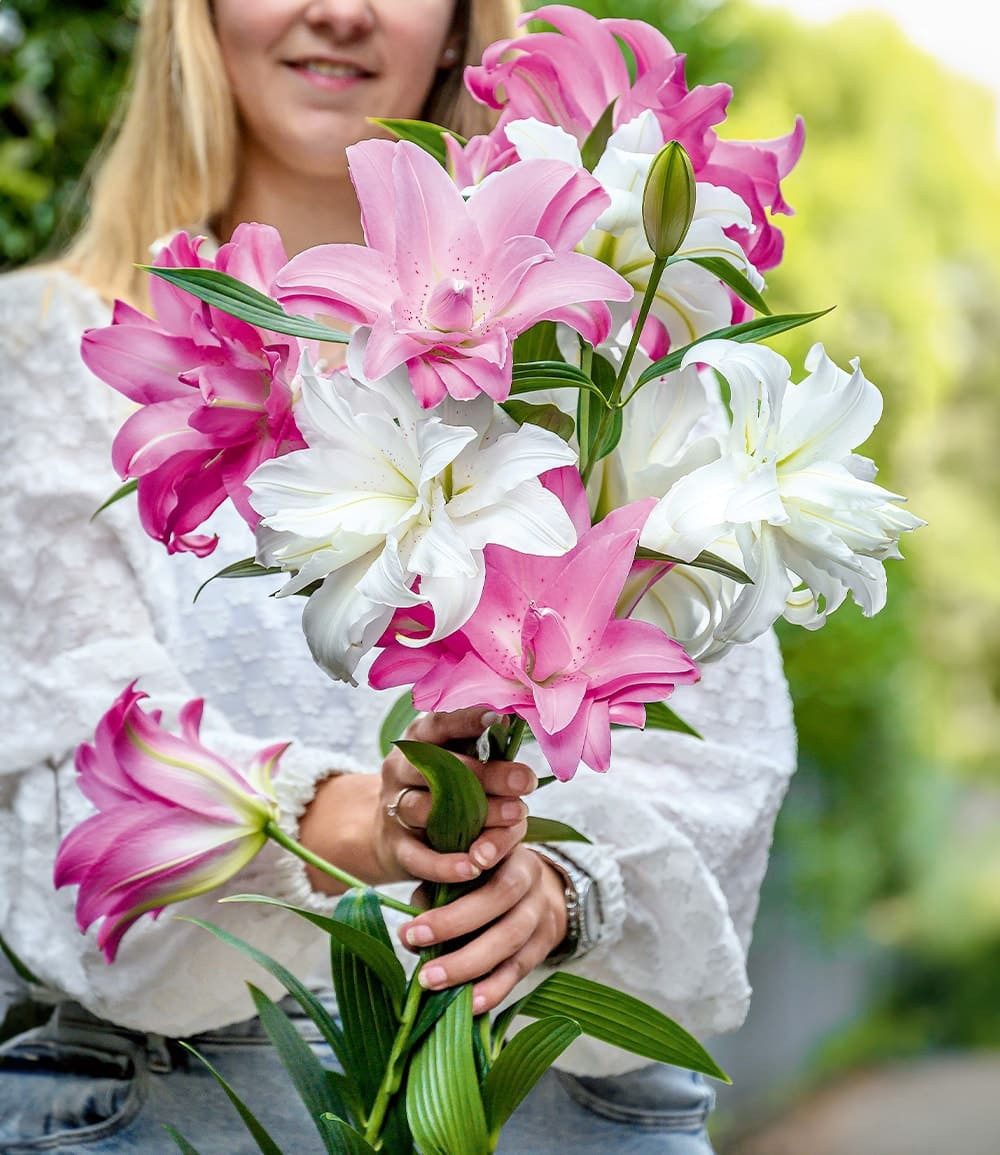 BALDUR Garten Blumenzwiebeln Duft-Lilien 'Lotus Mix', Drischgrün,winterhart, mehrjährig,duftend