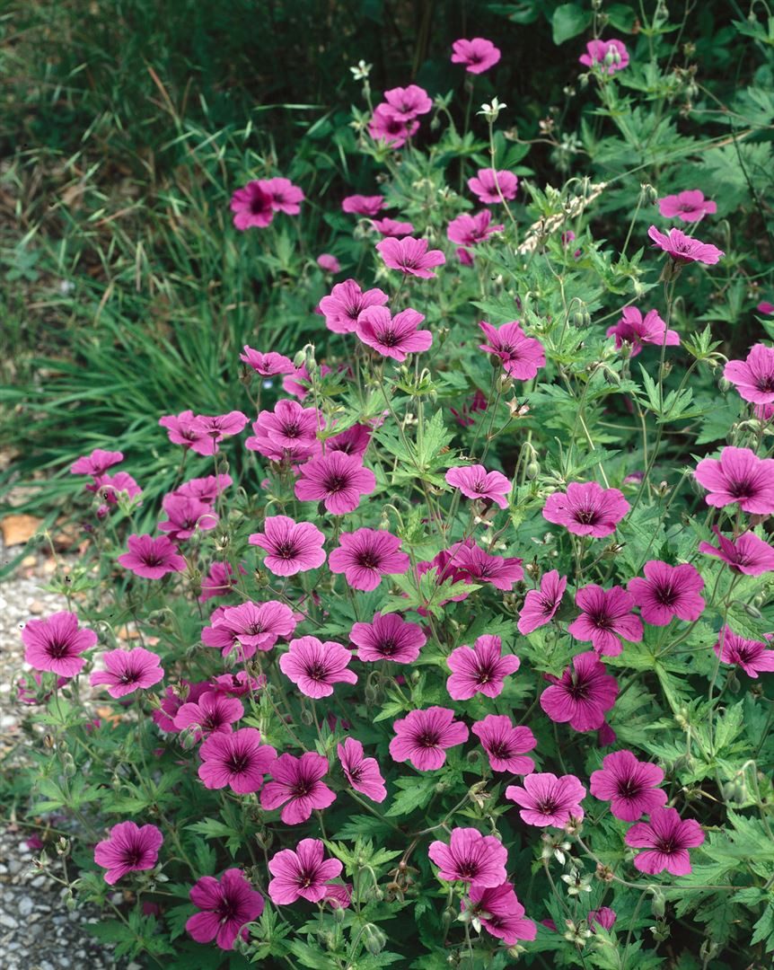 Pflanzen für Dich Staude Geranium psilostemon Ivan, 1 St., Armenischer Storchschnabel, Kaukasus-Storchschnabel