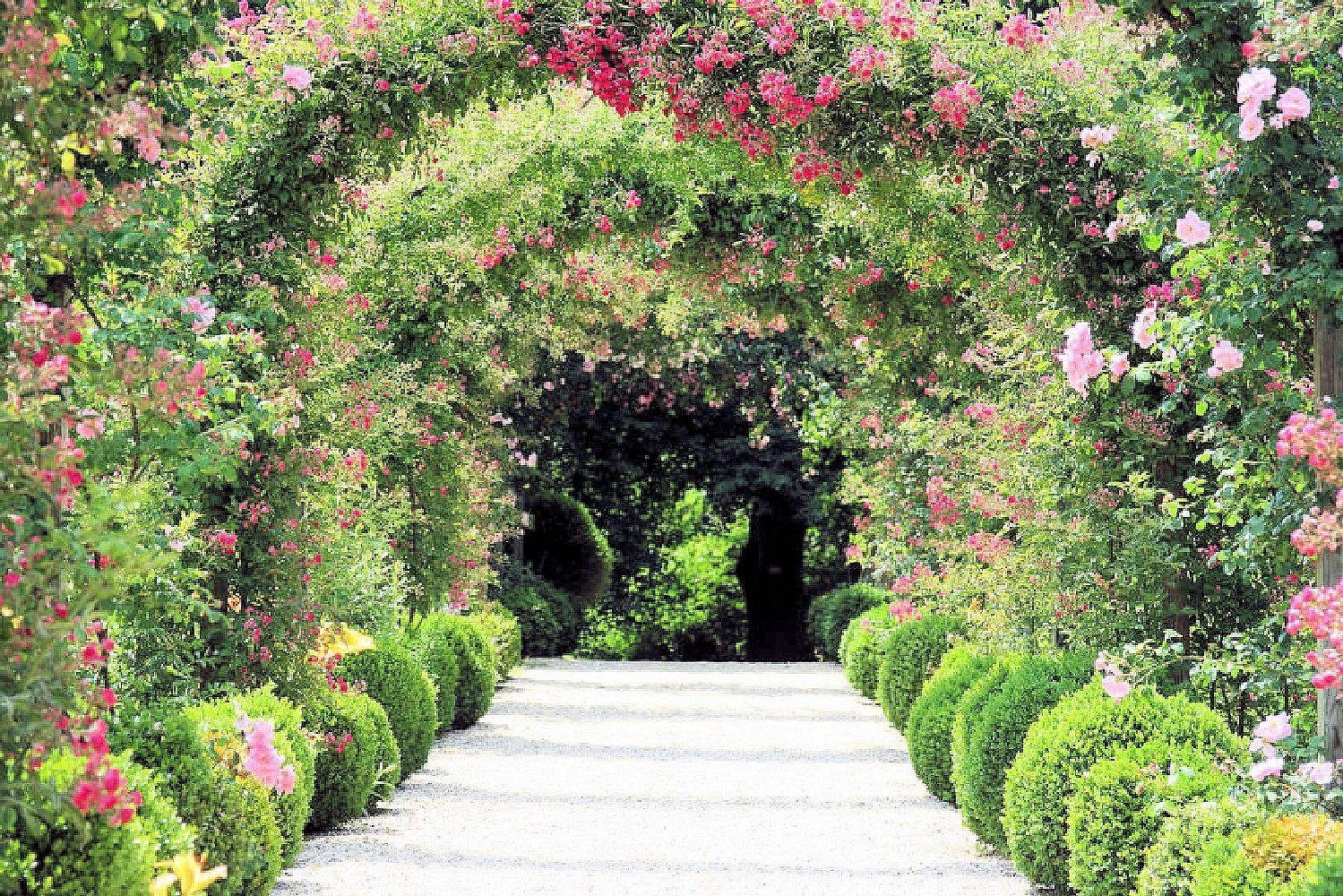 Home affaire Fototapete »Rose Arch Garden« kaufen | OTTO