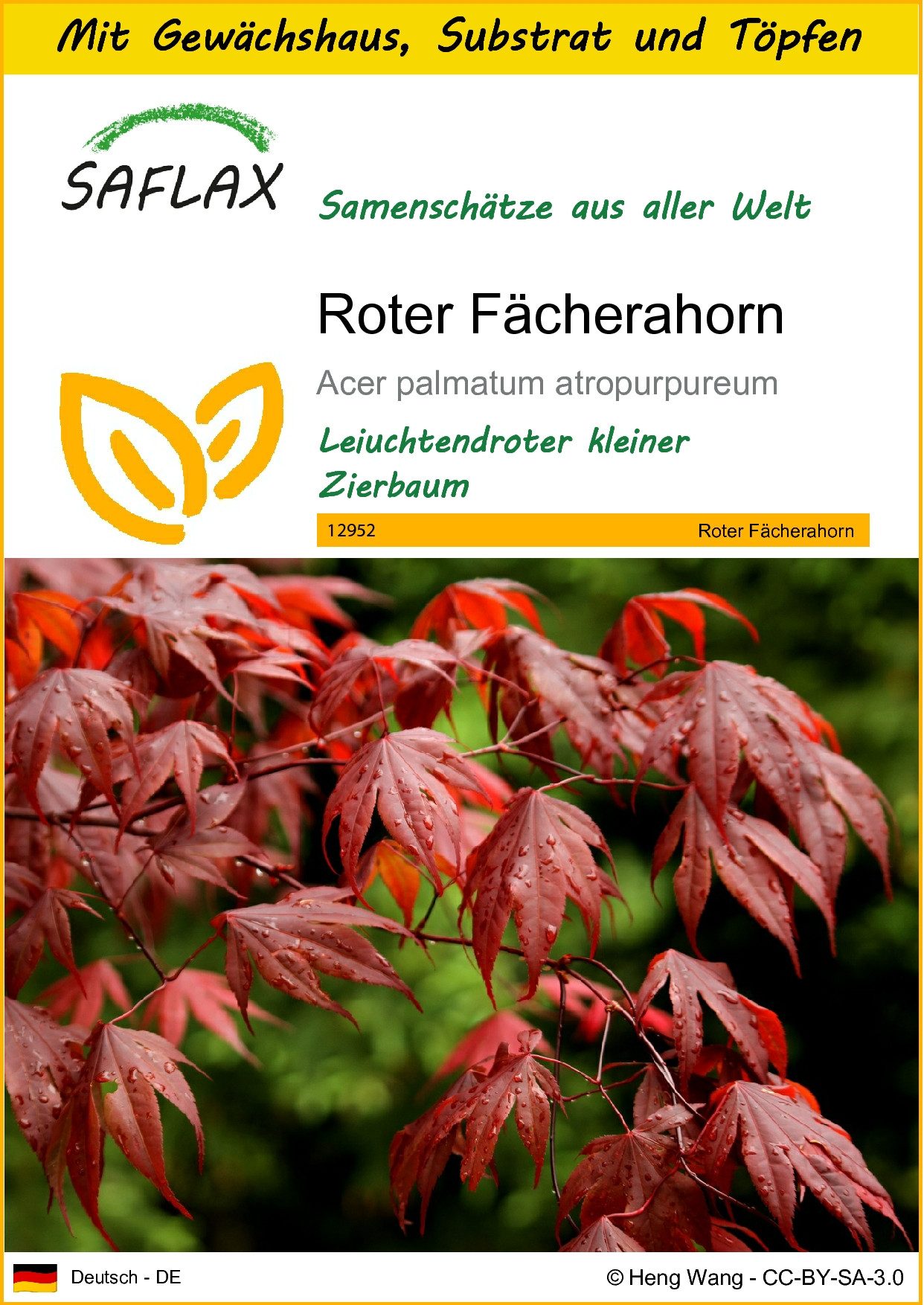 SAFLAX Blumensamen SAFLAX - Anzuchtset - Roter Fächerahorn