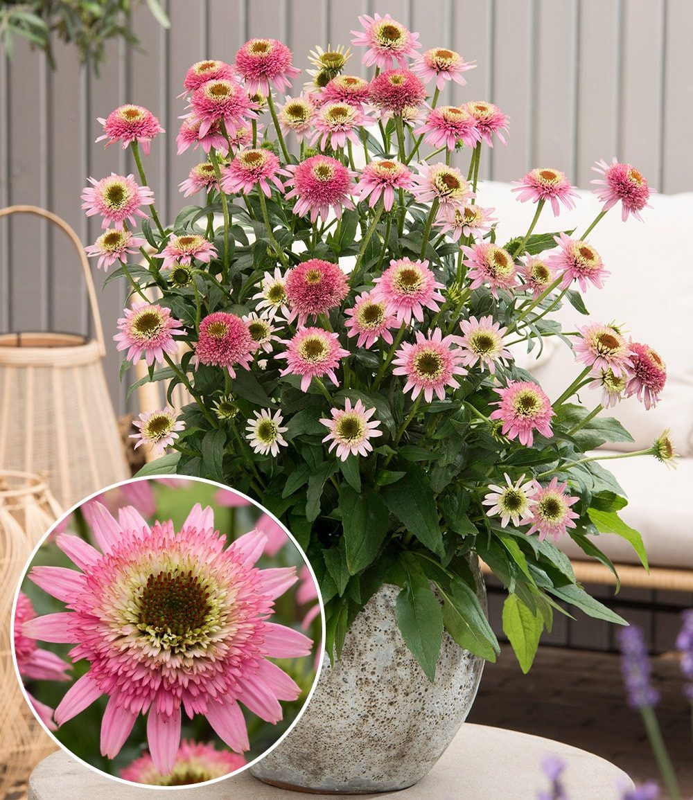 BALDUR Garten Staude Echinacea 'Butterfly Kisses®', 1 St., Bienenfreundlich, winterhart, mehrjährig, duftend, pflegeleicht