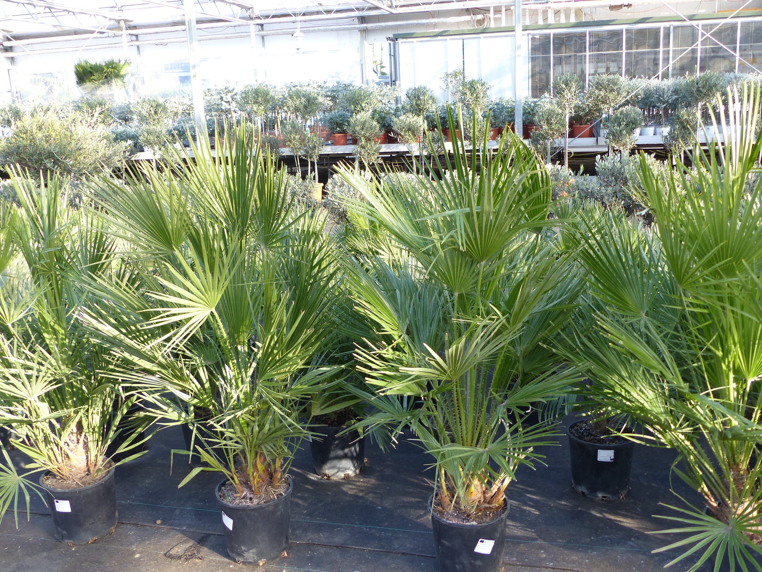 gruenwaren jakubik Baum Palme120-130 cm Zwergpalme Chamaerops Humilis, winterhart bis -12°C