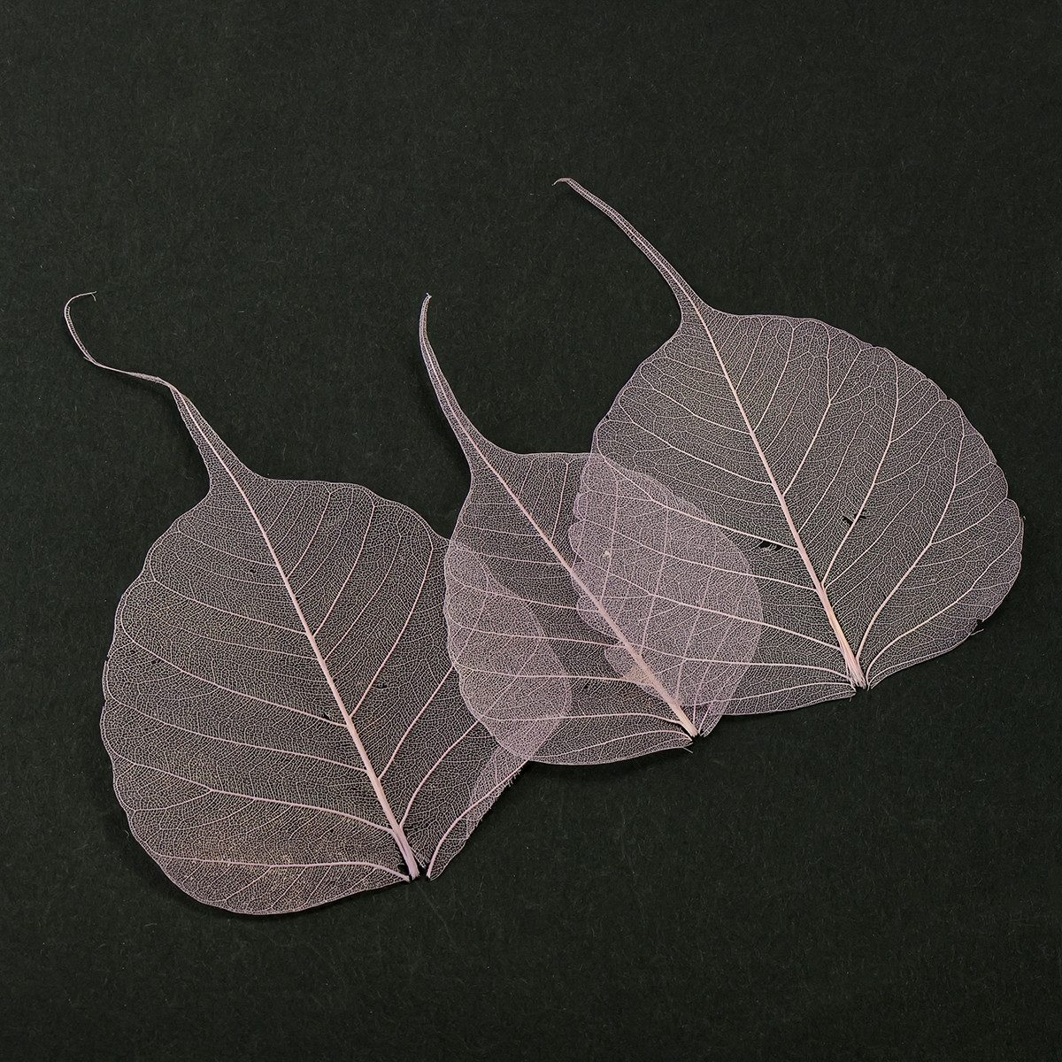 Trockenblume Skelettierte Deko-Blätter für elegante Bastel- und, 200 Stück, Florists Products, Höhe 0.5 cm