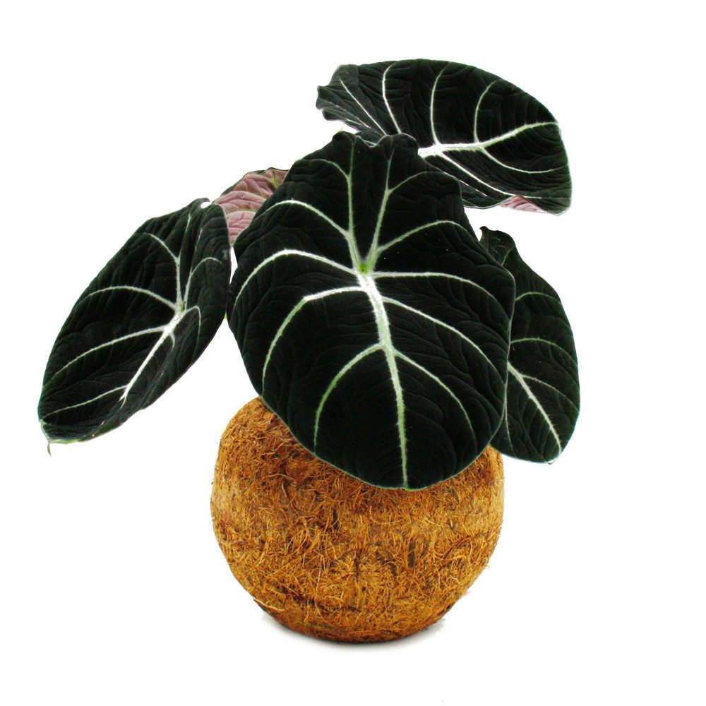 Exotenherz Zimmerpflanze Alocasia reginula Black Velvet Pfeilblat im Kokodama-Gefäß ca. 15cm