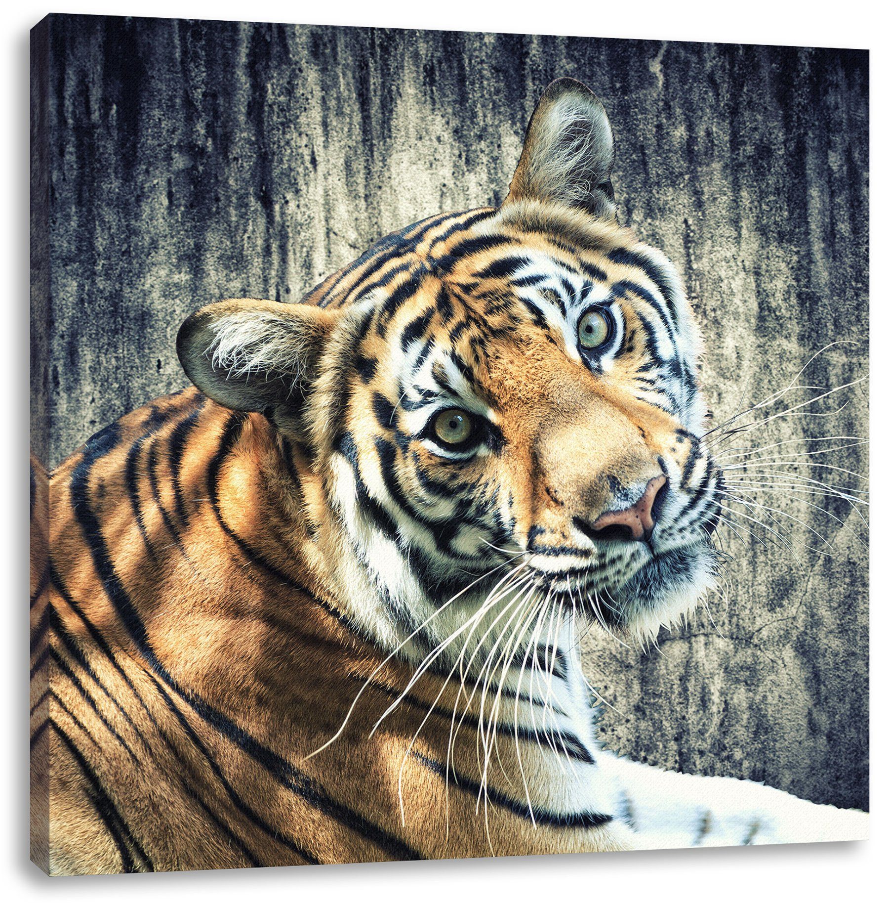 Pixxprint Leinwandbild Neugieriger Tiger, Neugieriger Tiger (1 St), Leinwandbild fertig bespannt, inkl. Zackenaufhänger